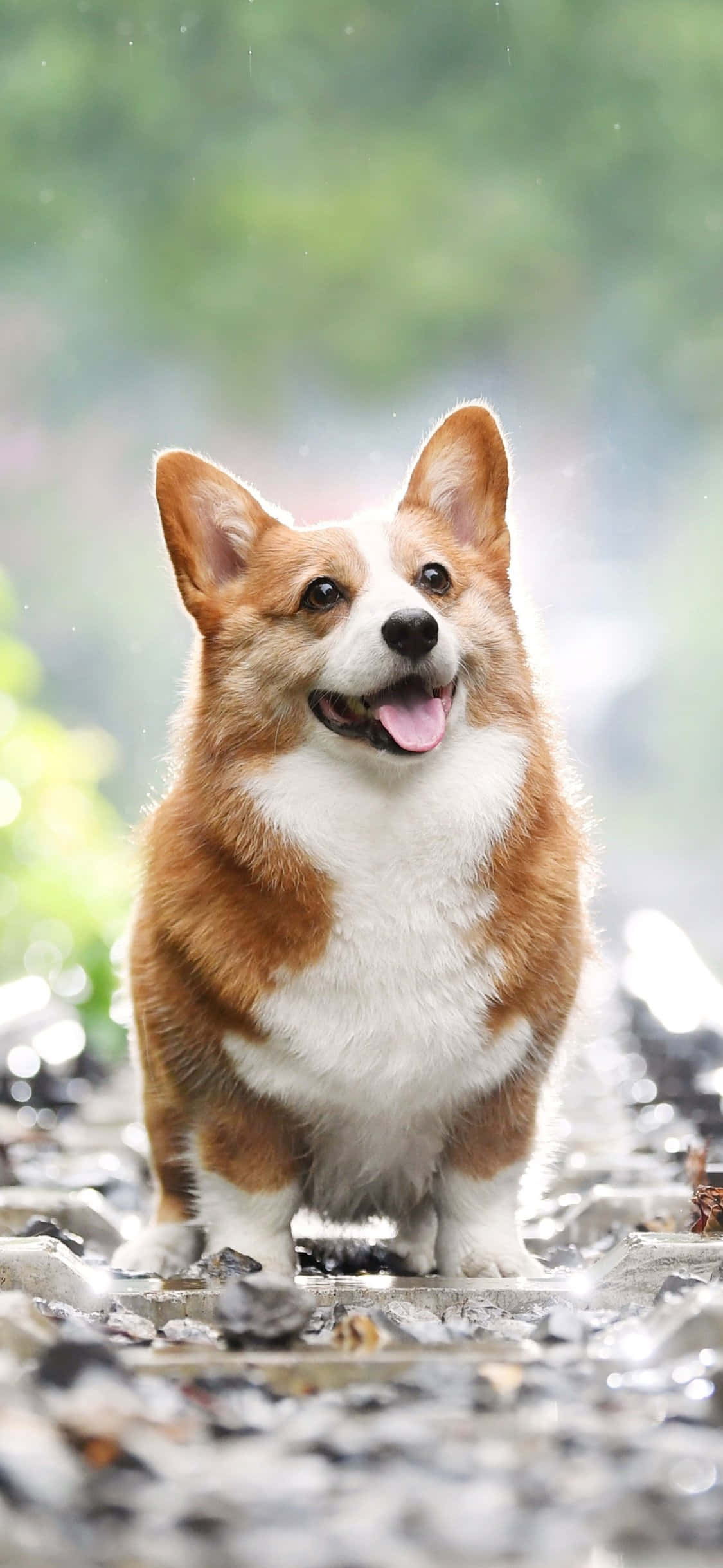 ¡Corgi Feliz Listo para el Día! Fondos de pantalla