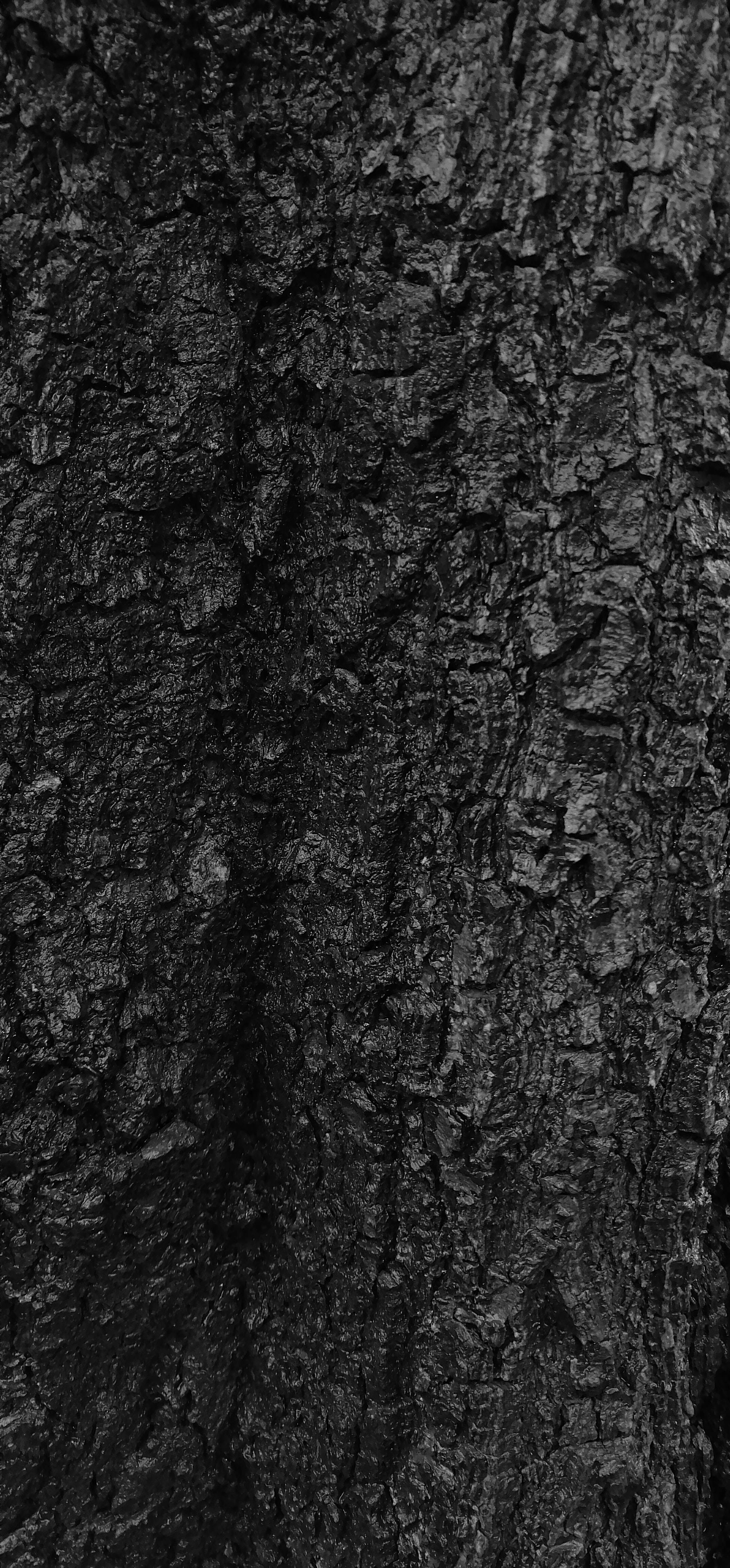 Corteza de Árbol Texturizada en Negro Fondos de pantalla