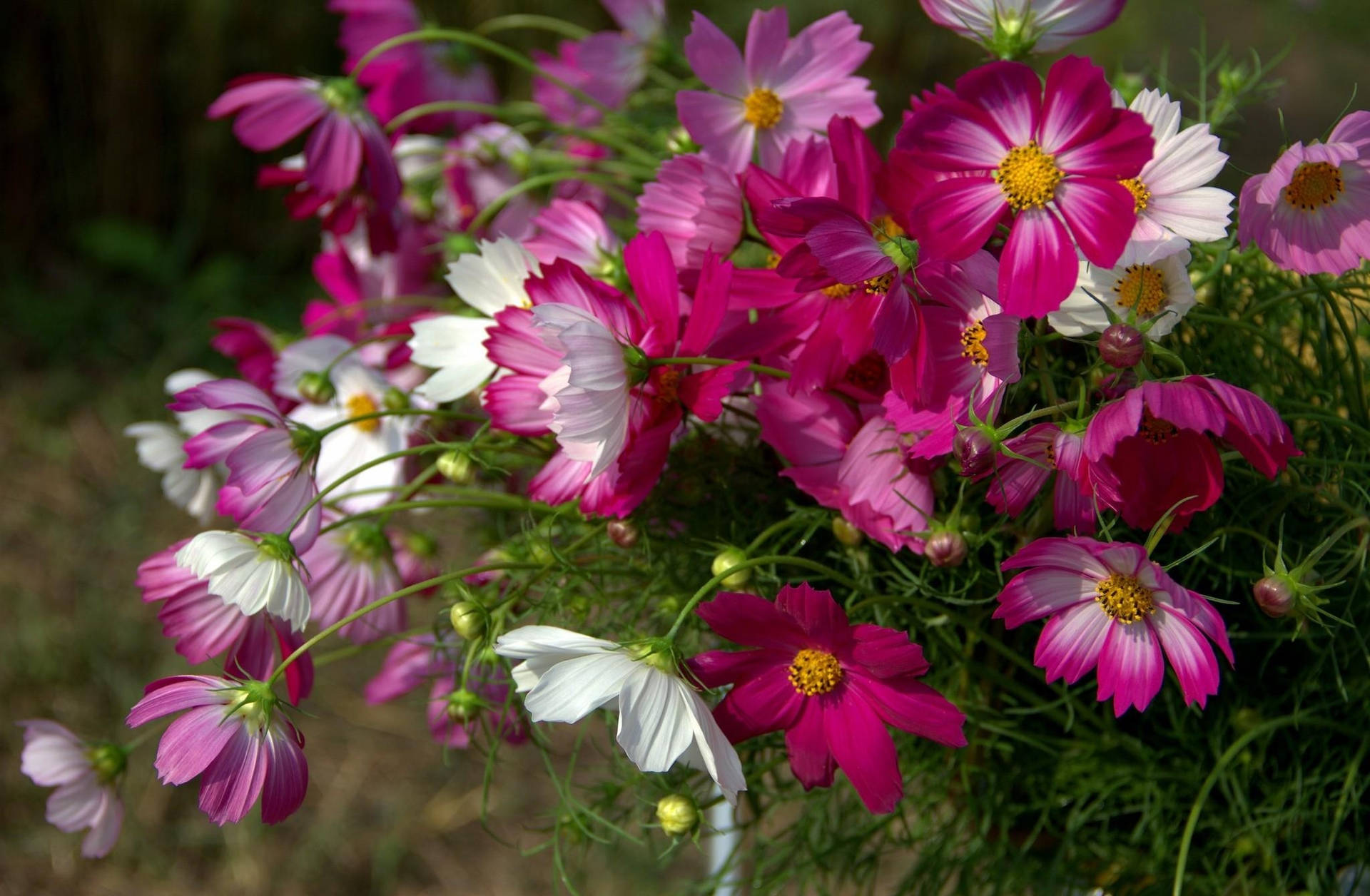 Cosmos en Rosa y Blanco Nítidos