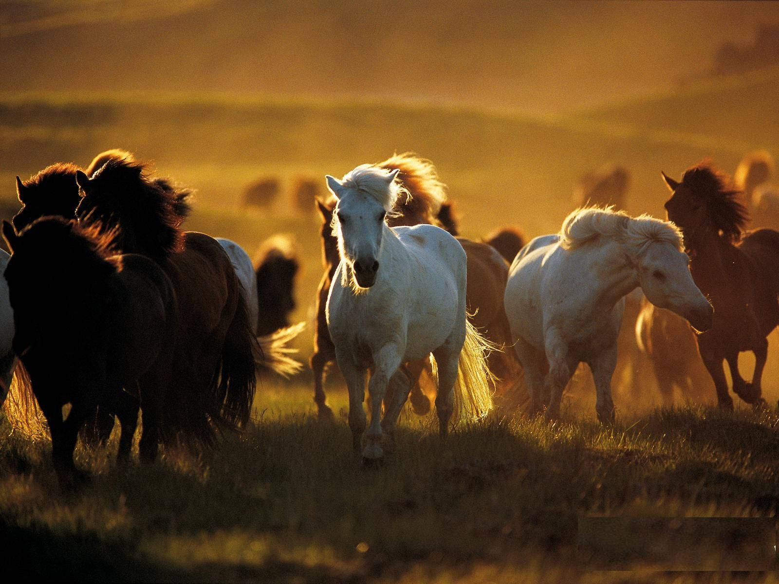 Country Western Muchos Caballos Fondos de pantalla