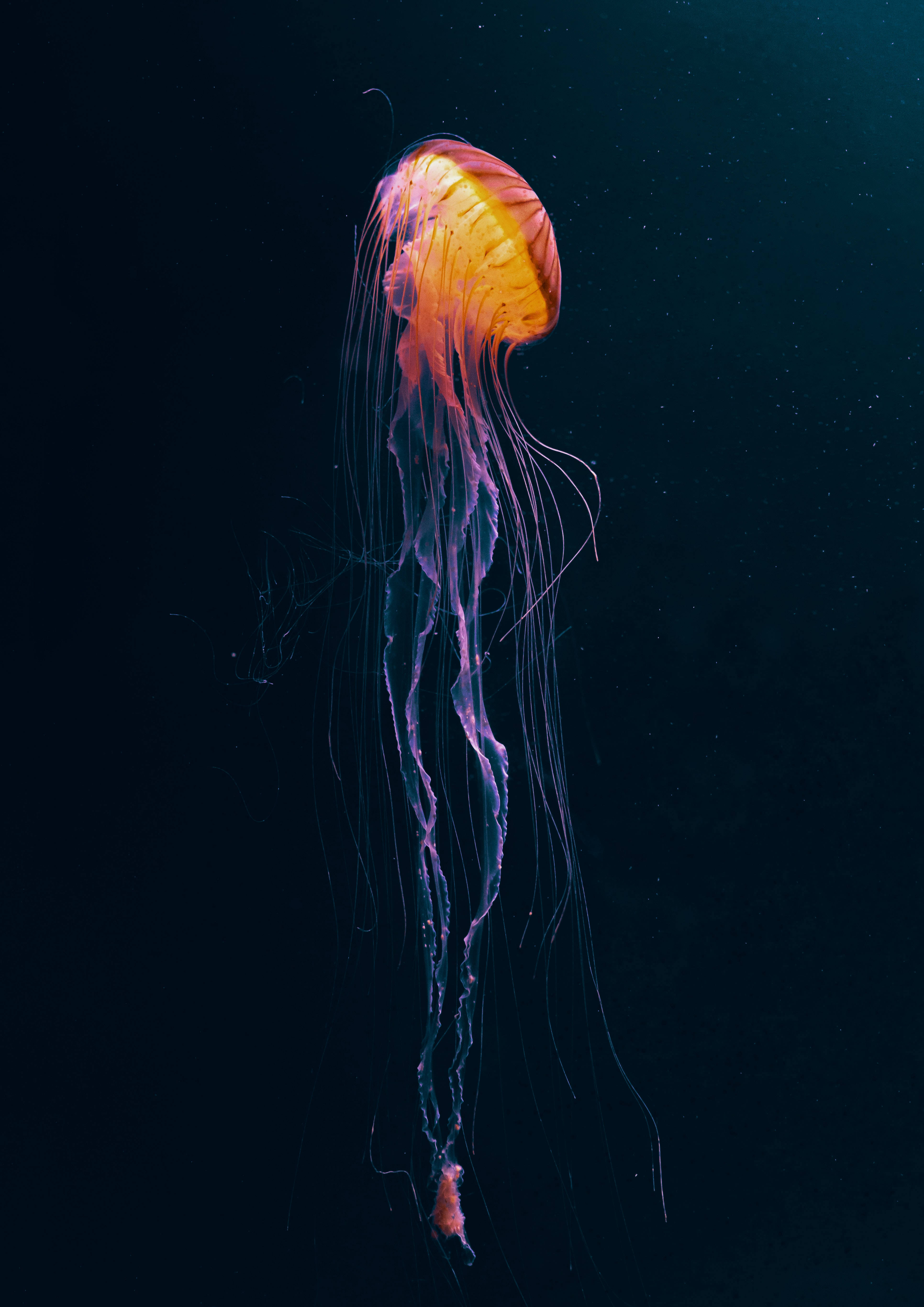 Criatura Submarina Brillante Anime Oscuro Fondos de pantalla