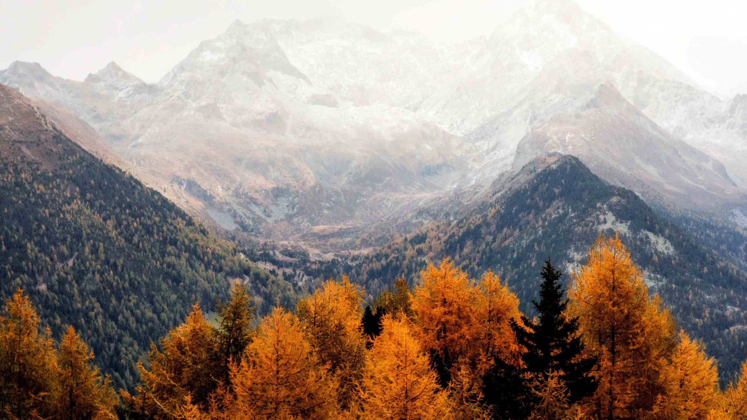 Da un paseo por la naturaleza otoñal pintoresca, con un fondo de Otoño Estético y misterioso. Fondos de pantalla