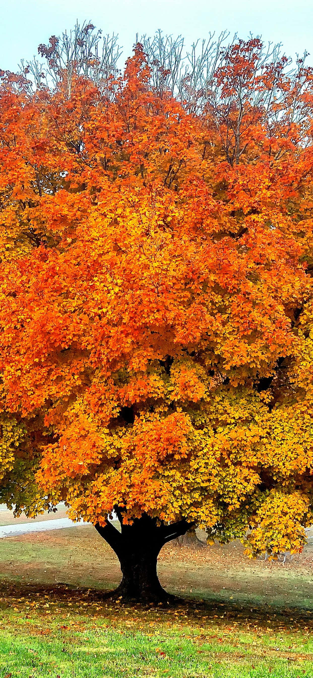 Dale la bienvenida a la hermosa temporada de otoño con el impresionante iPhone Xs Max Fondos de pantalla