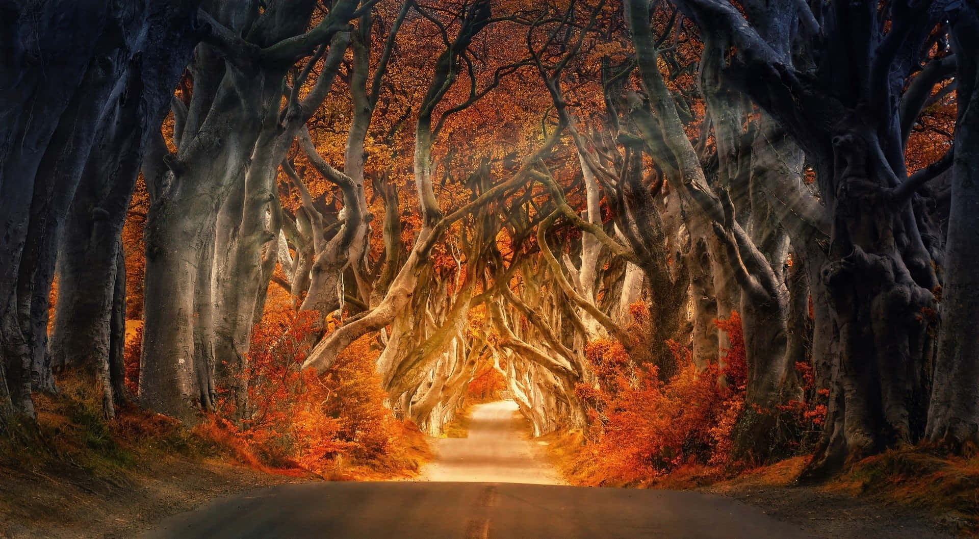 Dale la bienvenida a la temporada de hojas cayendo de una manera vibrante y colorida. Fondos de pantalla