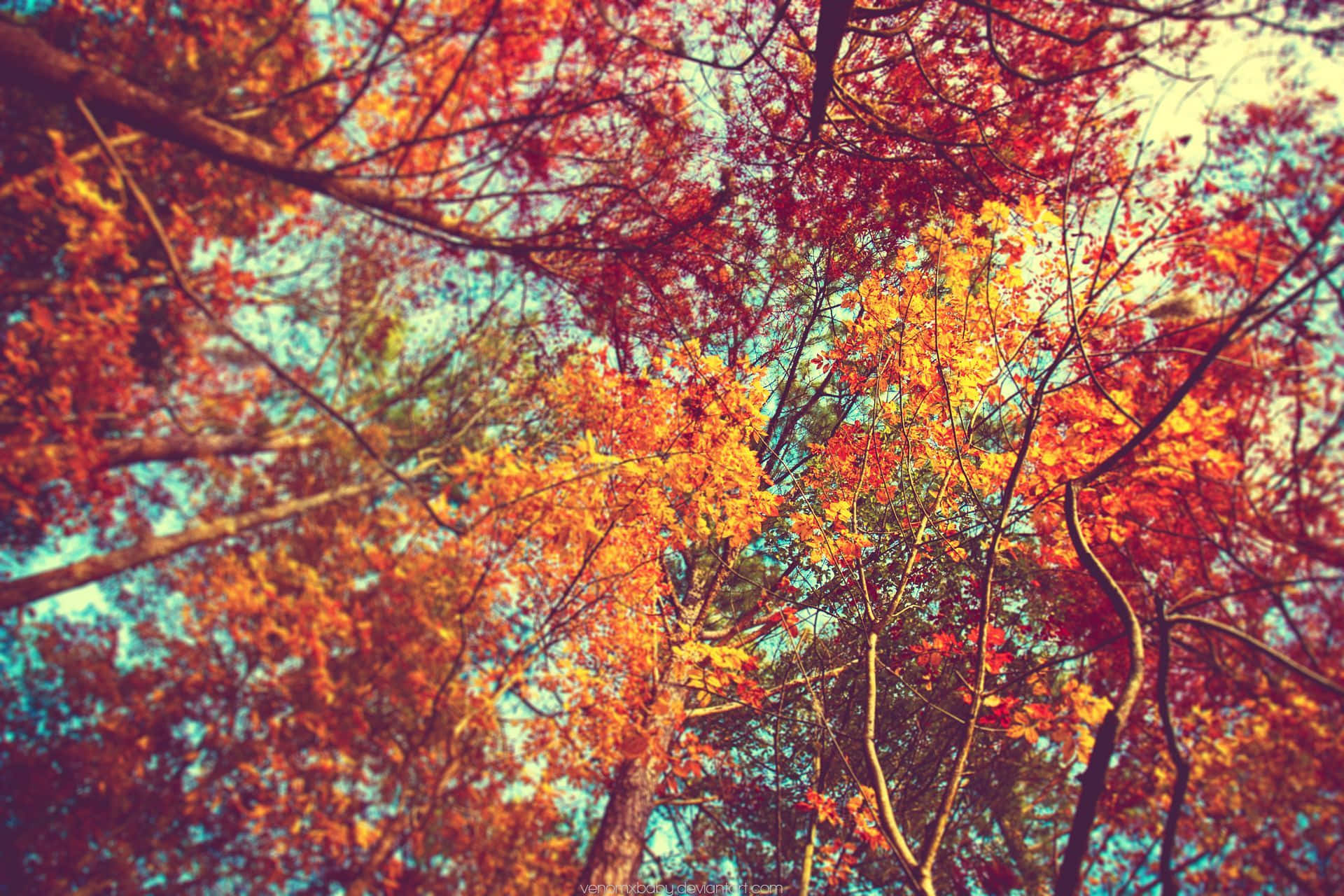 Dale la bienvenida al cambio de estación con un hermoso fondo de otoño. Fondos de pantalla