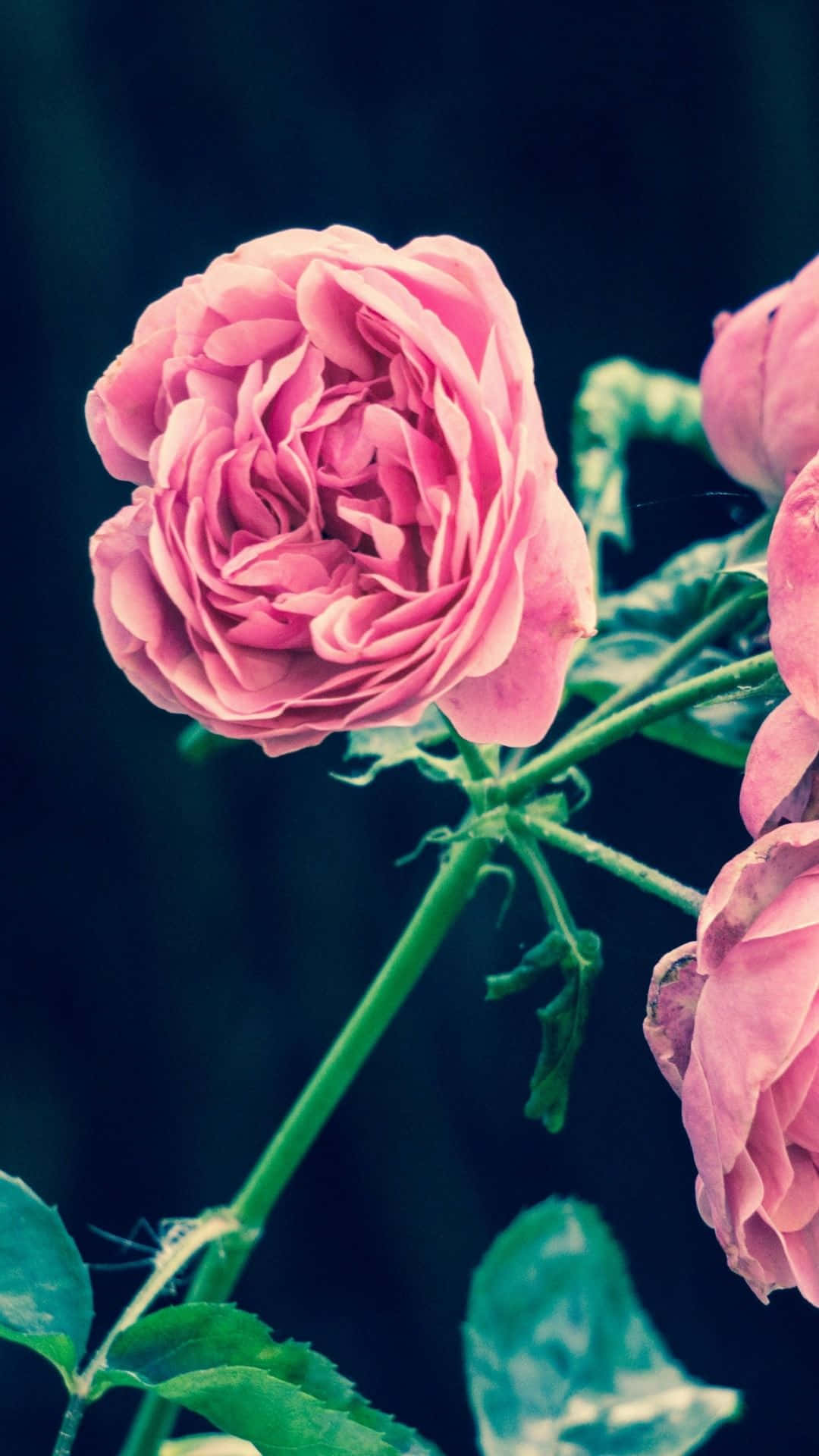 Dale un toque fresco y brillante a tu teléfono con este fondo de pantalla de flores para iPhone Fondos de pantalla