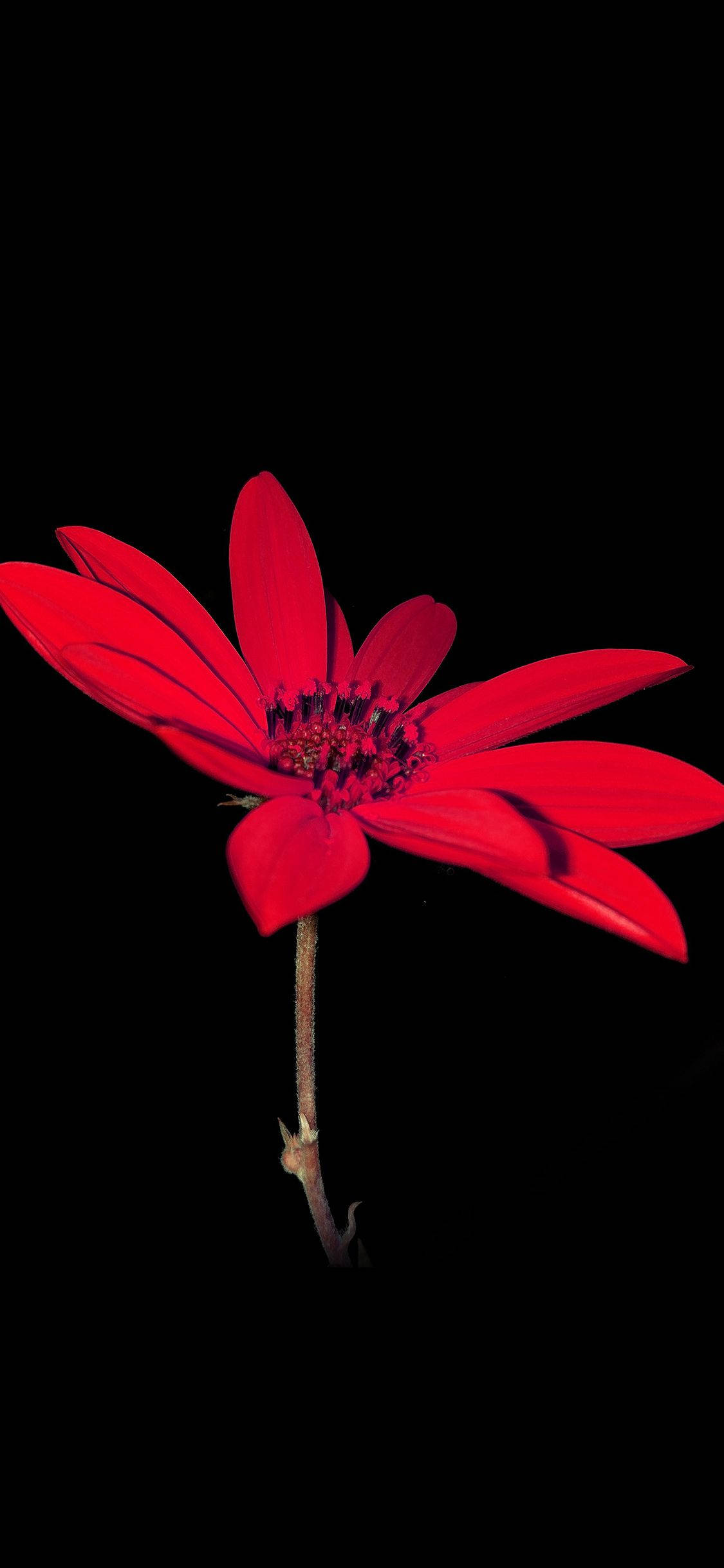 Dalia Roja Brillante Flor Apple Fondos de pantalla