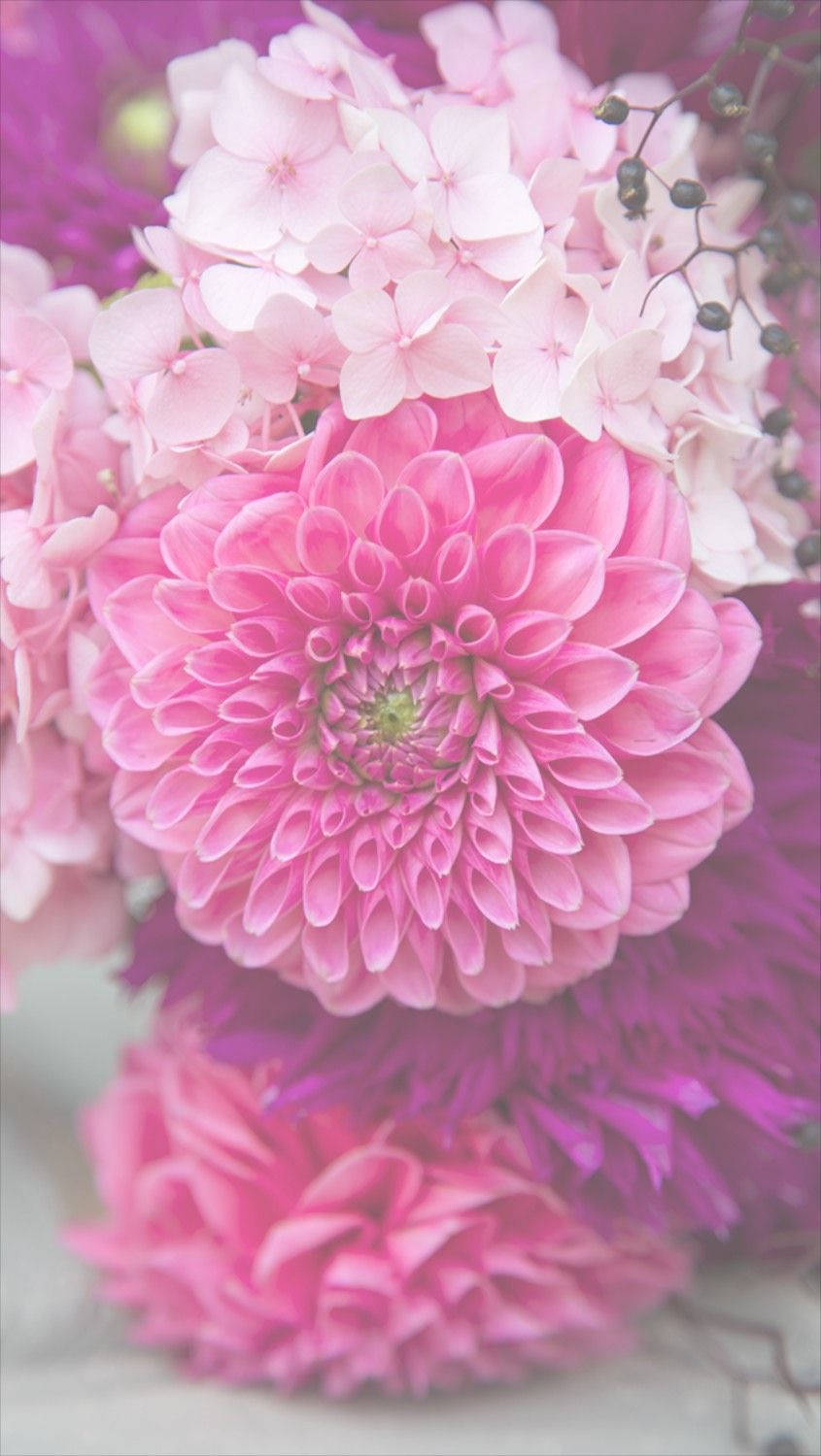 Dalia Rosa Floral para iPhone Fondos de pantalla
