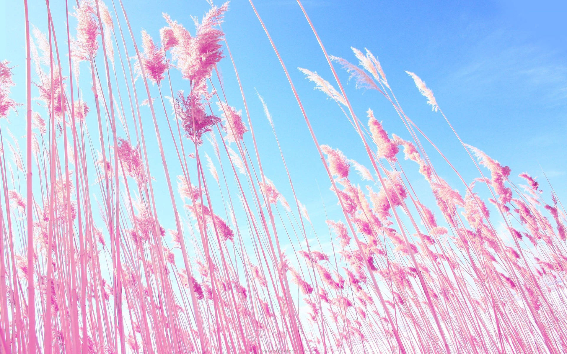 Fondo de pantalla de un campo rosa bajo un cielo azul.