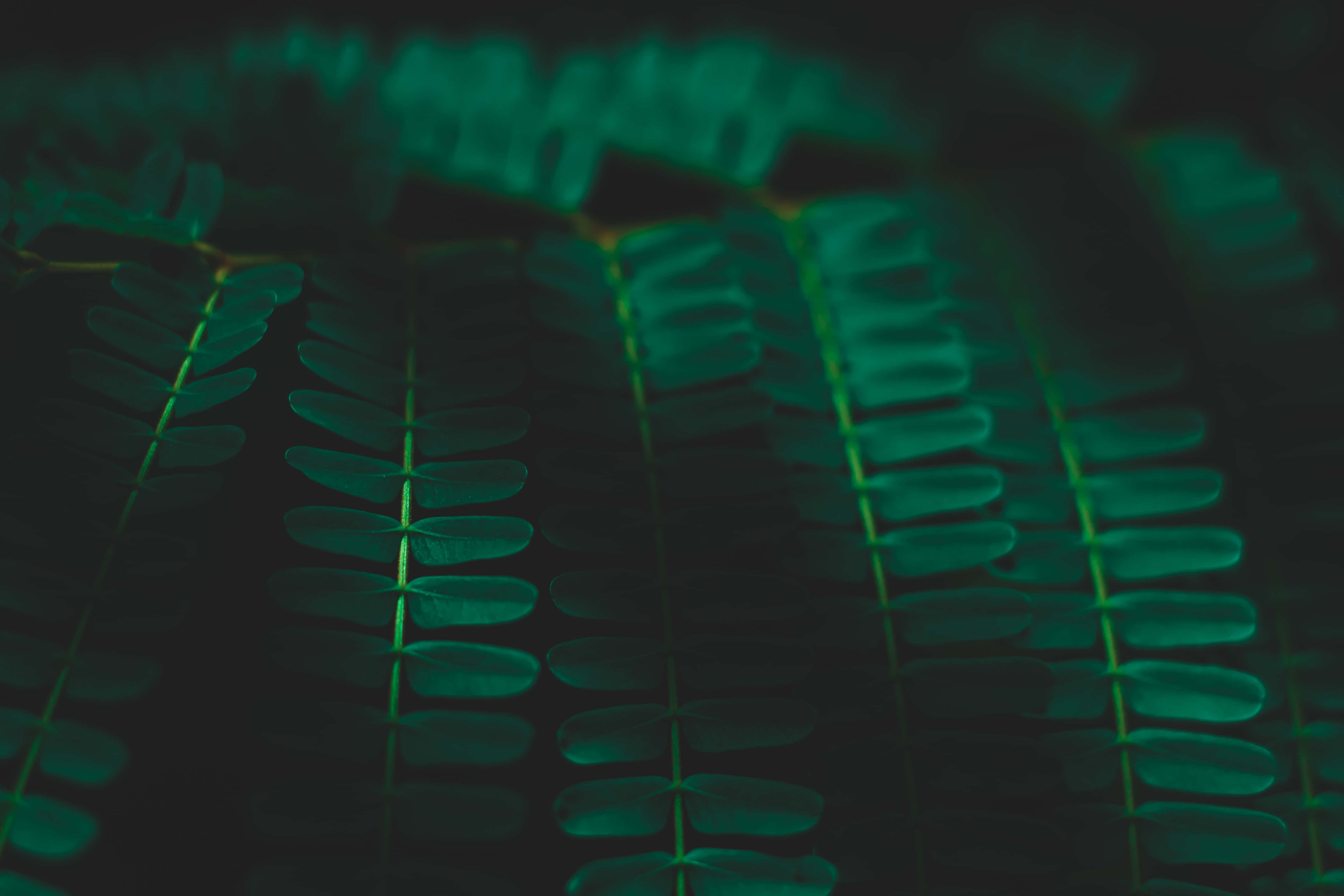 Decora tu hogar con estética verde oscuro Fondos de pantalla