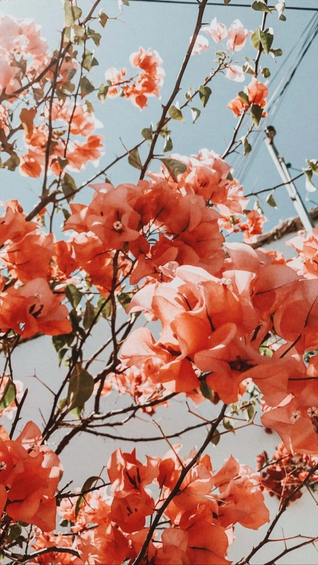 “¡Deja que la belleza de la vibrante Flor Estética ilumine tu día!” Fondos de pantalla