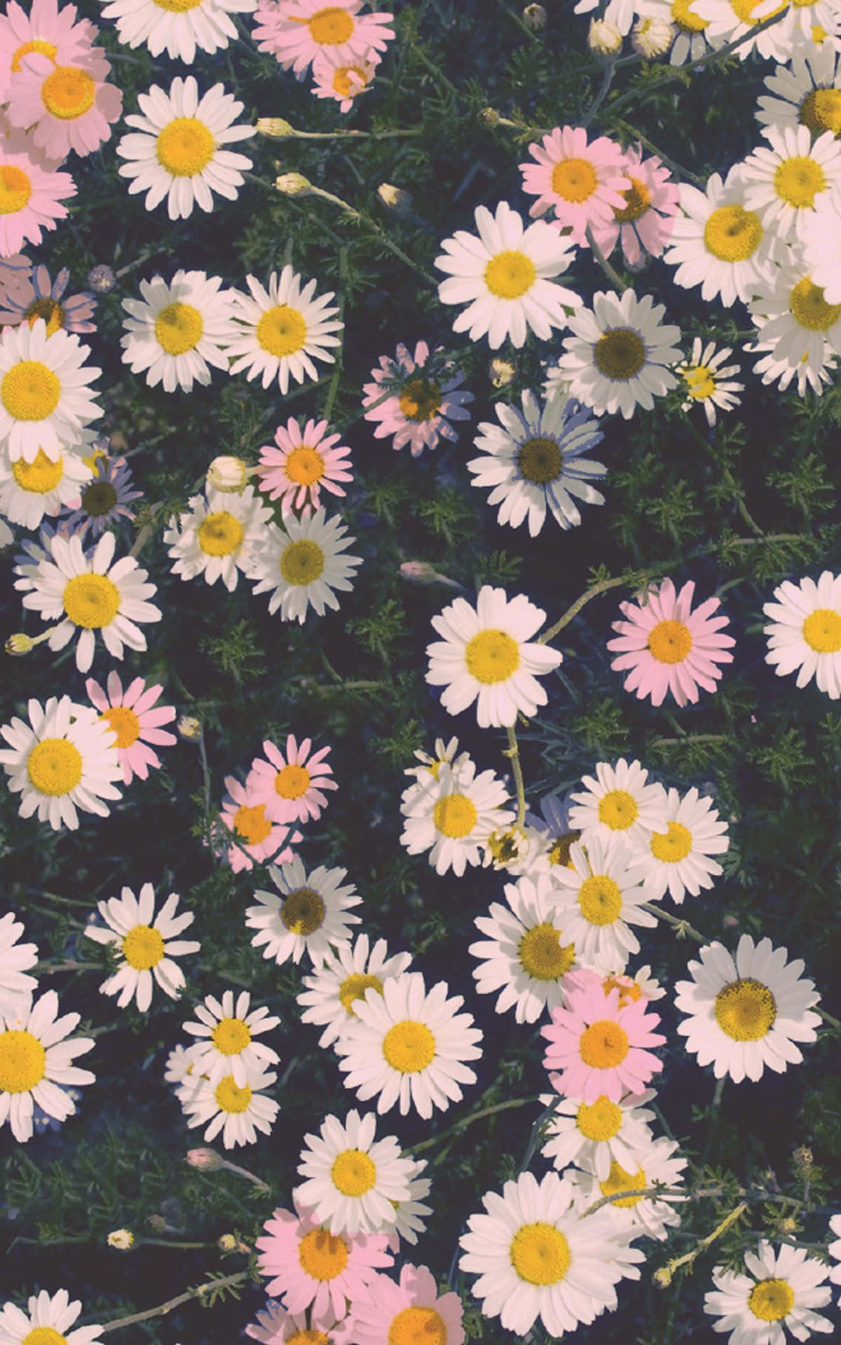 Deja que la naturaleza florezca en tu vida con un iPhone de Flores. Fondos de pantalla