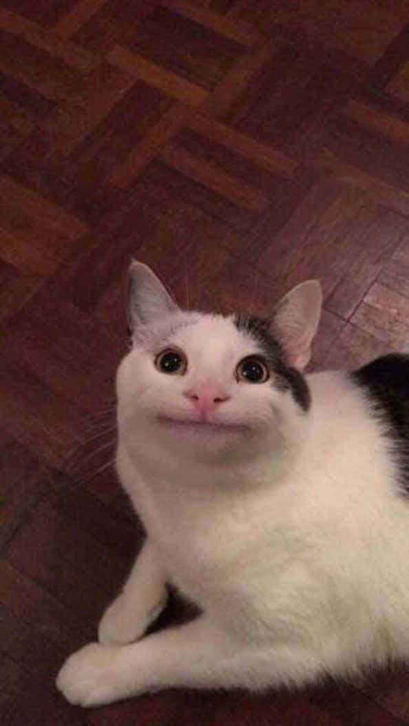 ¡Deja que tu sentido del humor te saque una sonrisa! Fondos de pantalla