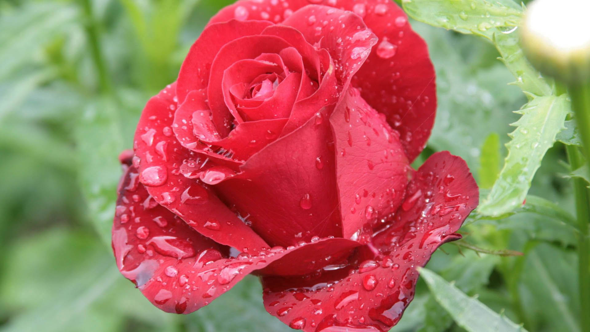 Déjate encantar por la belleza de los pétalos de rosa Fondos de pantalla