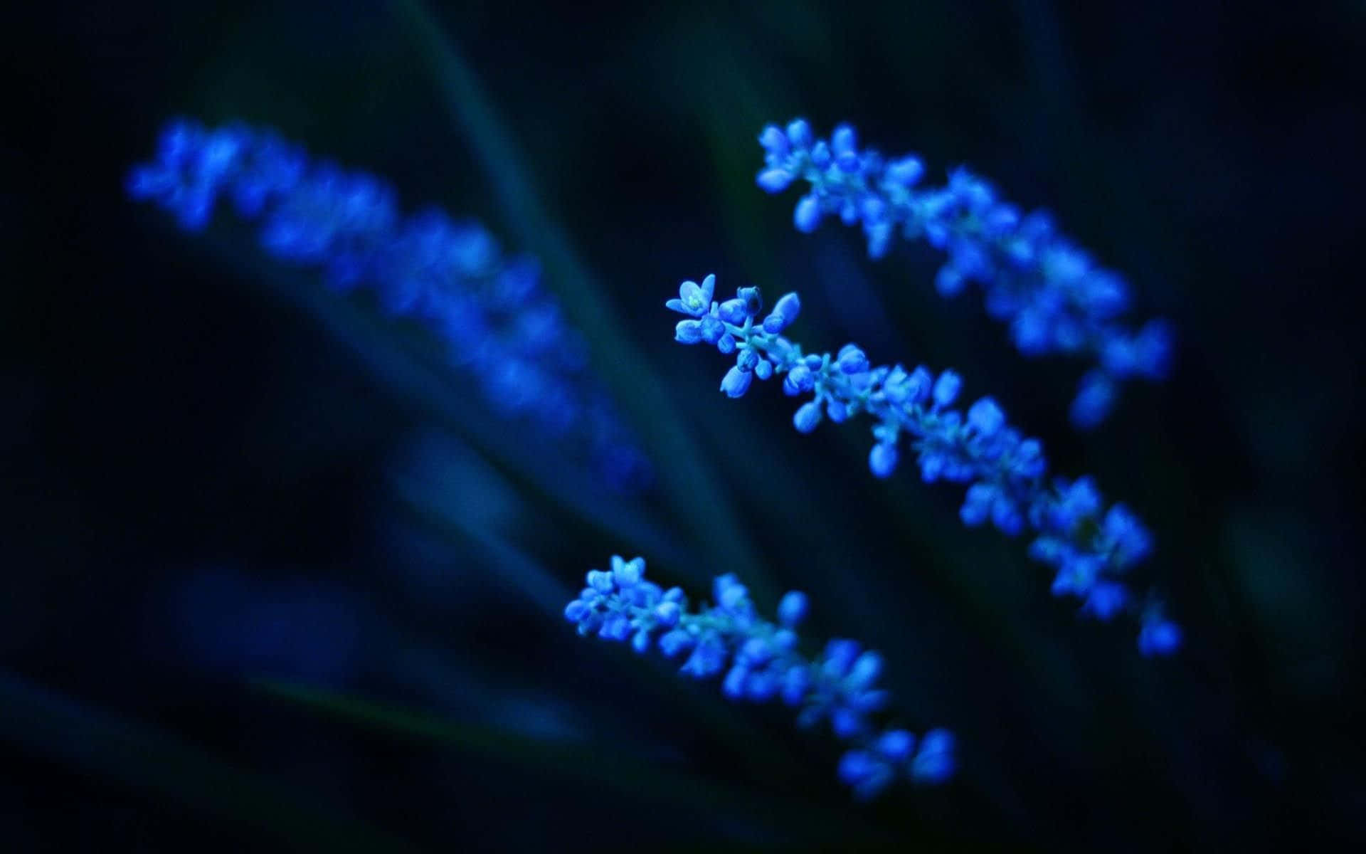 Delicia Floral Estética en Floración Fondos de pantalla