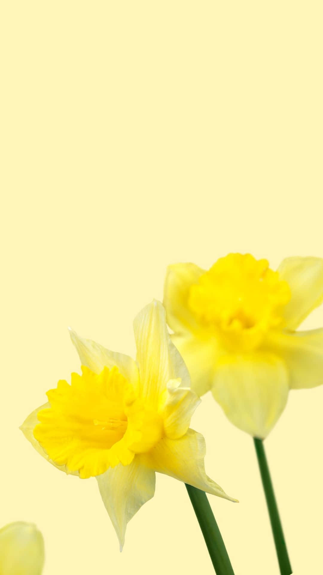 Delicia Soleada: Un Fondo Estético Amarillo Majestuoso Fondos de pantalla