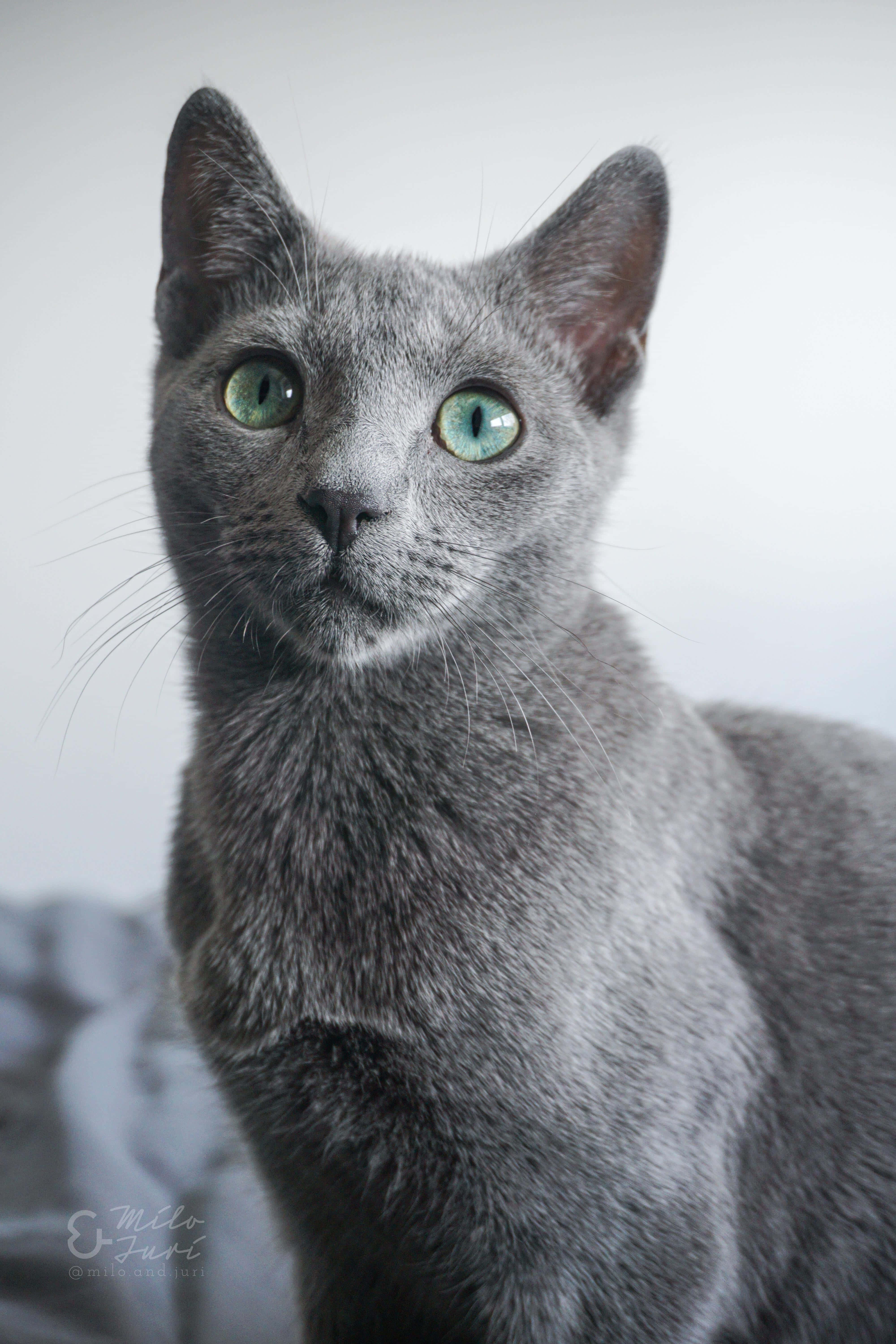 ¡Demasiada ternura! Adorable gato azul ruso Fondos de pantalla