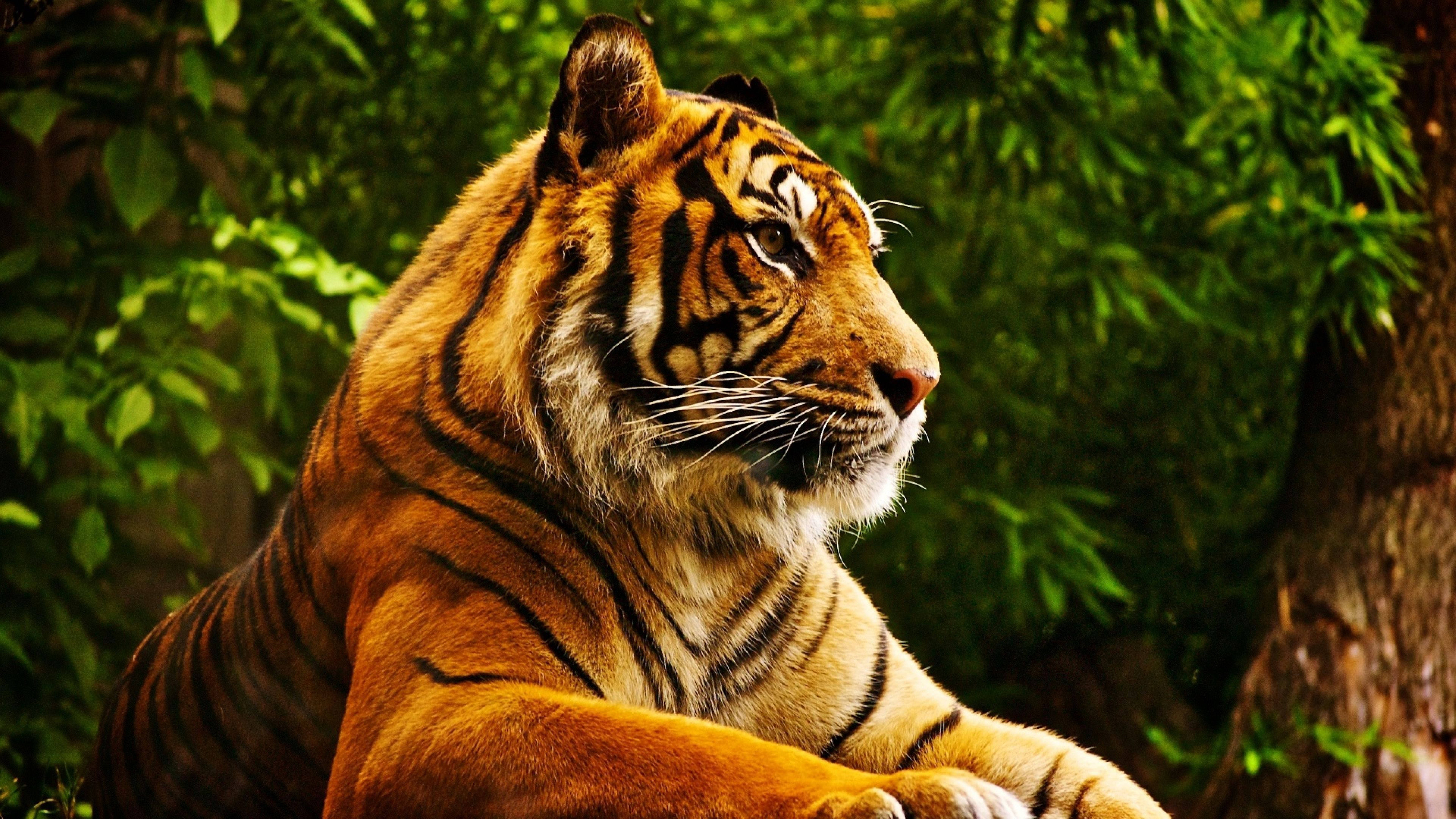 Depredador Poderoso 8K Tigre UHD Fondos de pantalla