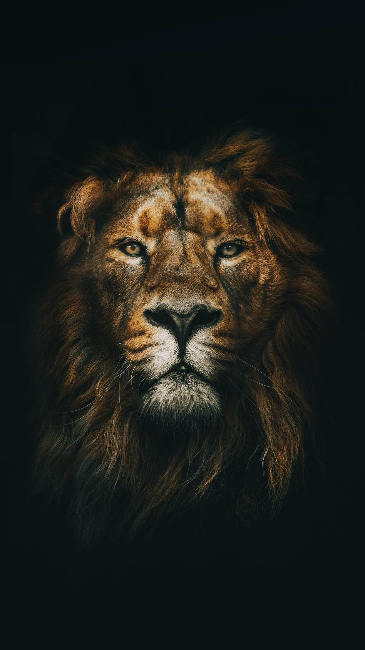 Desata tu bestia interior con el Fondo de Pantalla de León Feroz para iPhone Fondos de pantalla