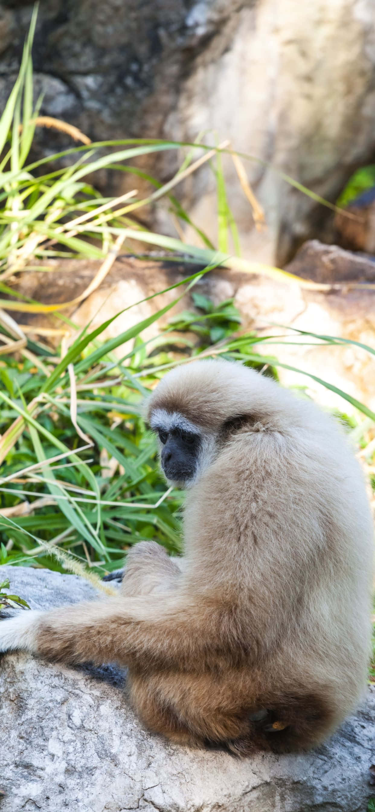 Desbloquea el Gibbon Xs Max, un iPhone mejorado que ofrece una experiencia móvil inmersiva. Fondos de pantalla