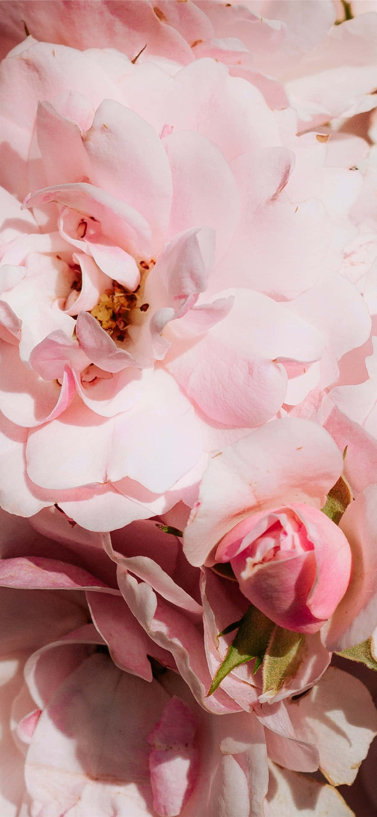 Desconéctate y disfruta la belleza del arte floral con este fondo de pantalla rosa para iPhone. Fondos de pantalla