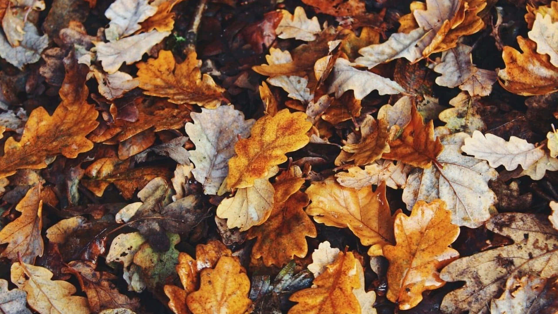 Descubre la belleza del otoño como nunca antes Fondos de pantalla