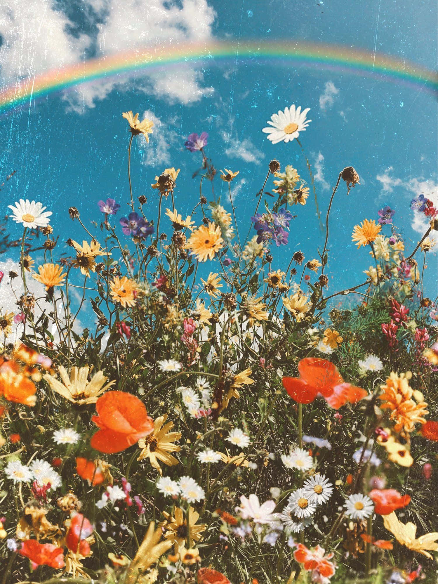 Descubre la Belleza de las Flores Estéticas Fondos de pantalla