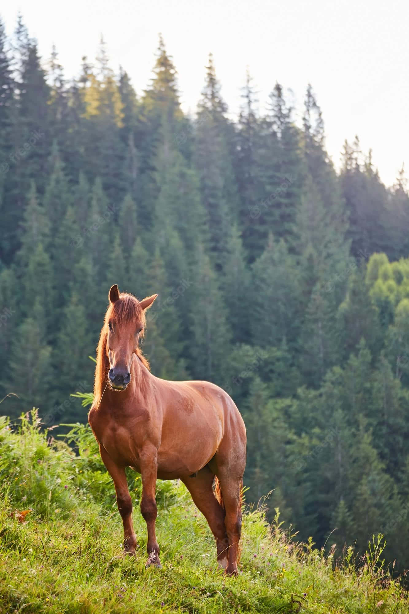 Descubre la belleza de un caballo majestuoso. Fondos de pantalla