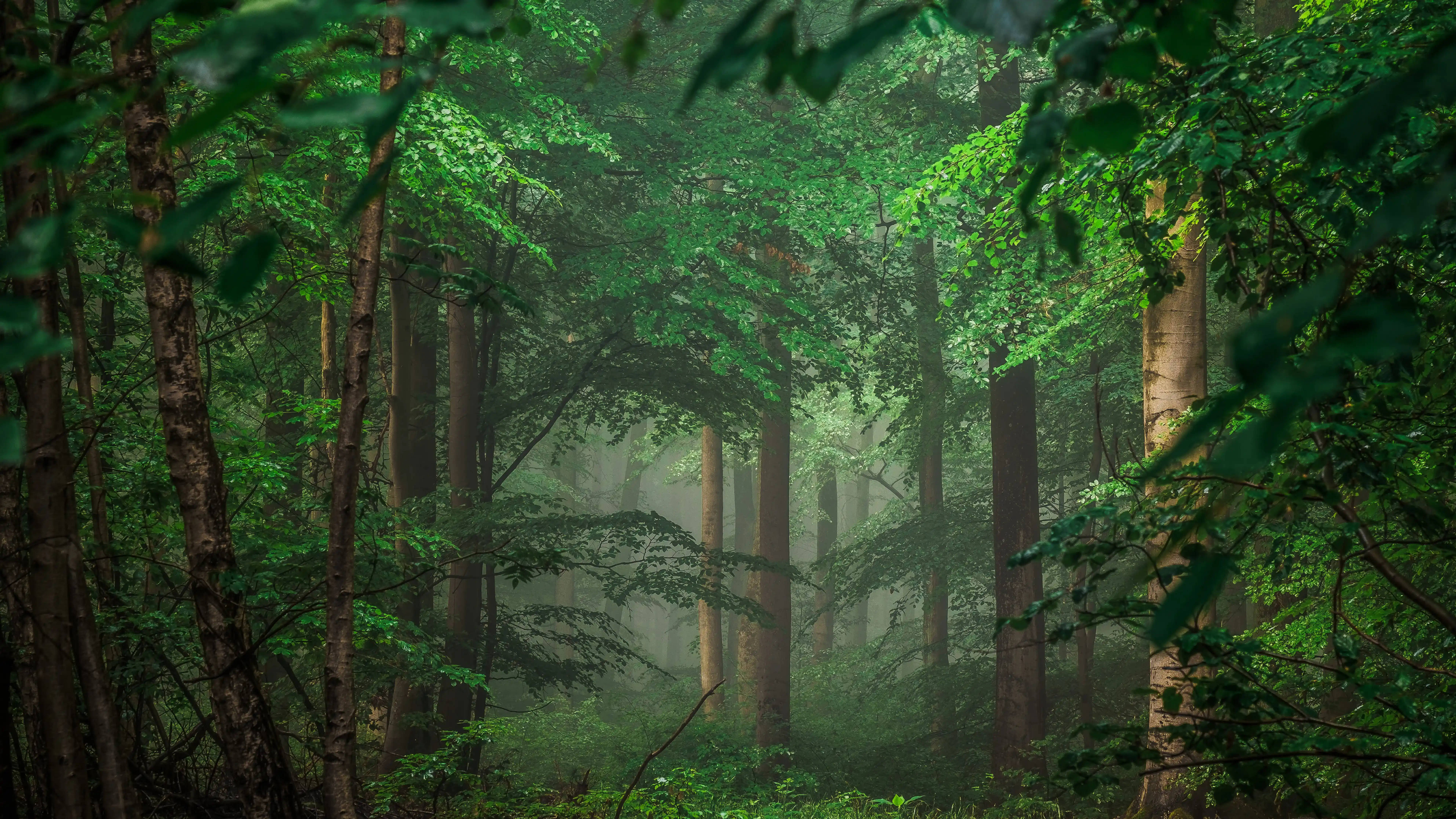 Descubre la belleza de una jungla tropical en 8K Ultra HD Fondos de pantalla