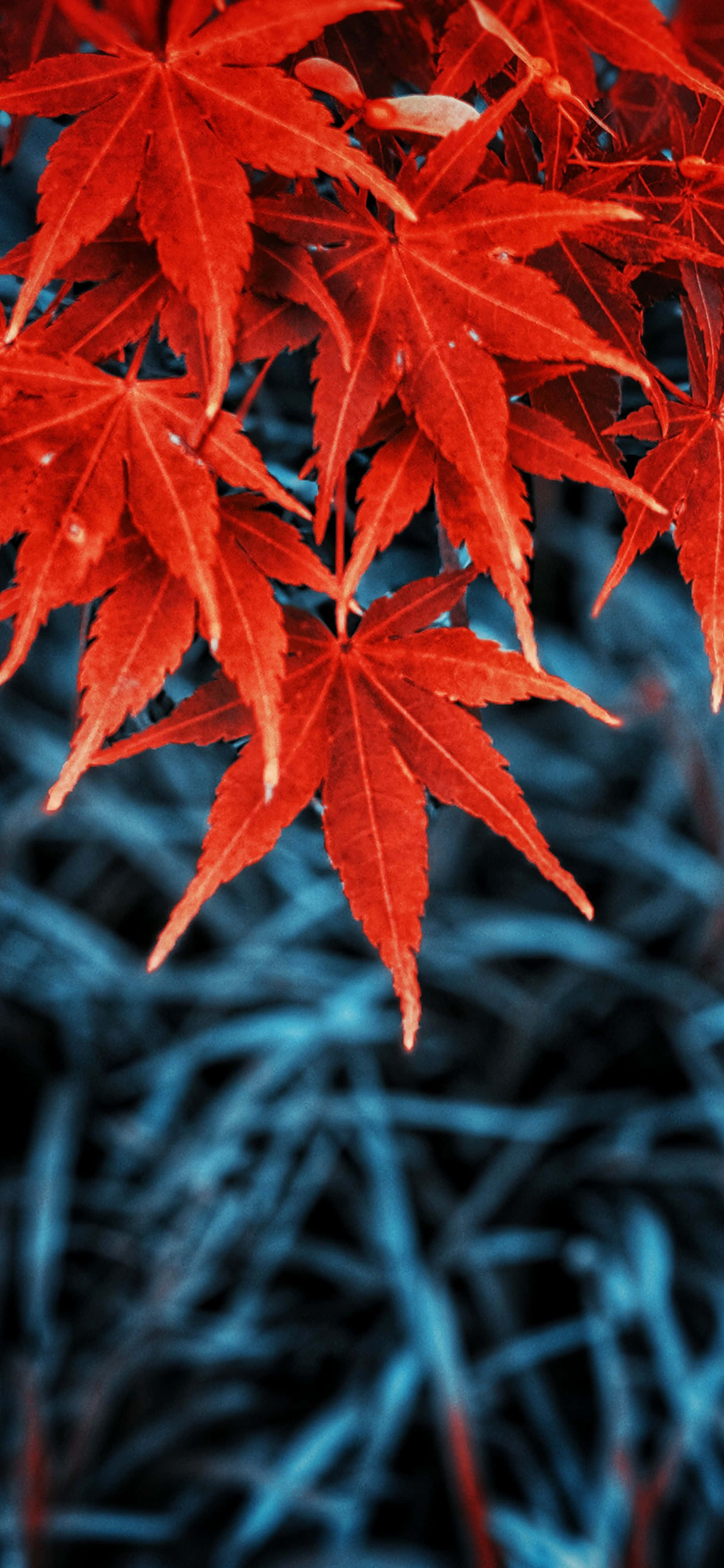 Descubre la belleza del otoño con el nuevo iPhone. Fondos de pantalla