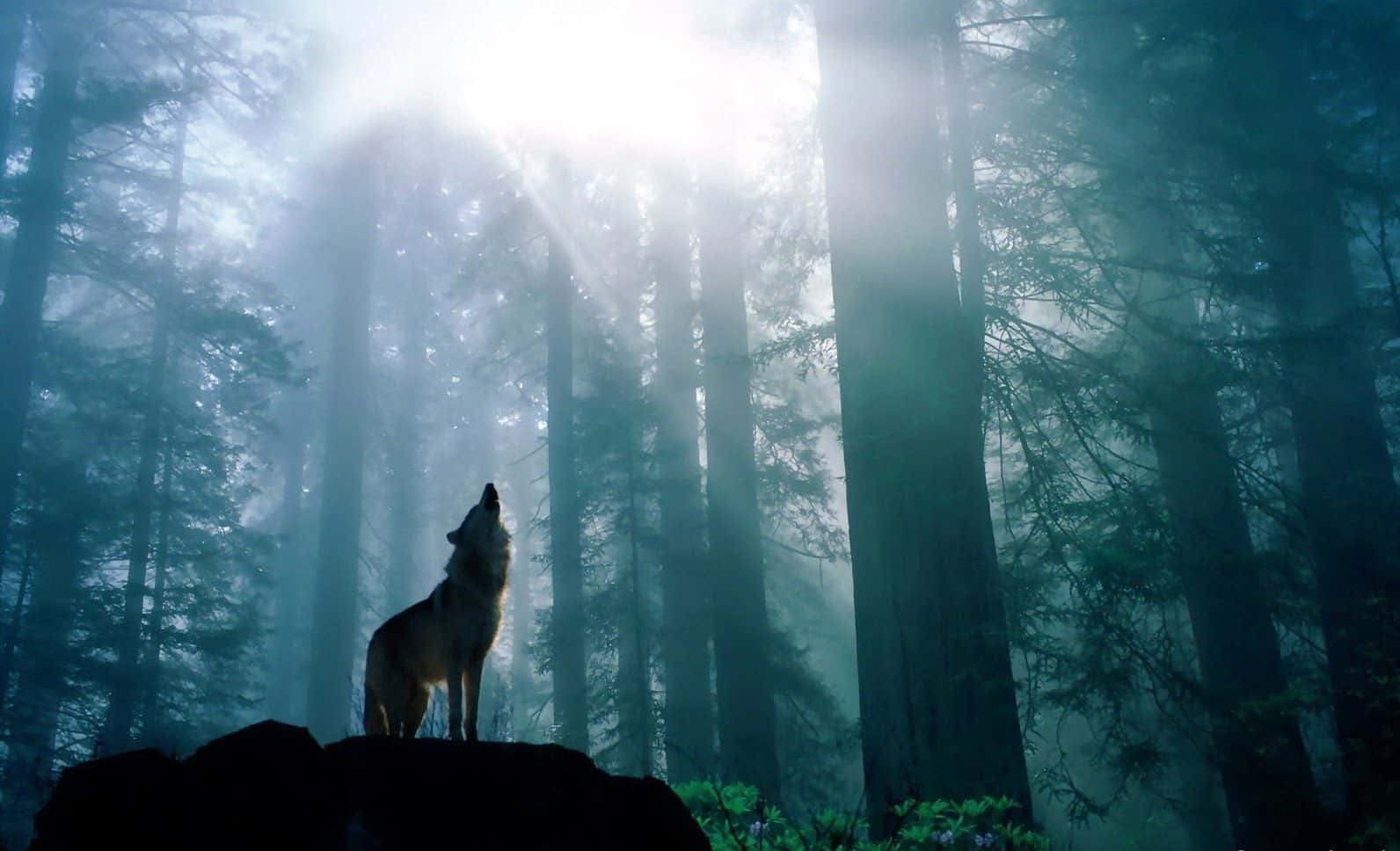 Descubre la Paz en el Bosque Oscuro Fondos de pantalla