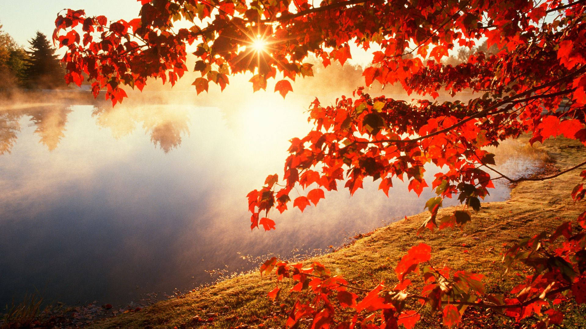 Descubre la vibrante belleza del otoño con un impresionante paisaje de arce rojo. Fondos de pantalla
