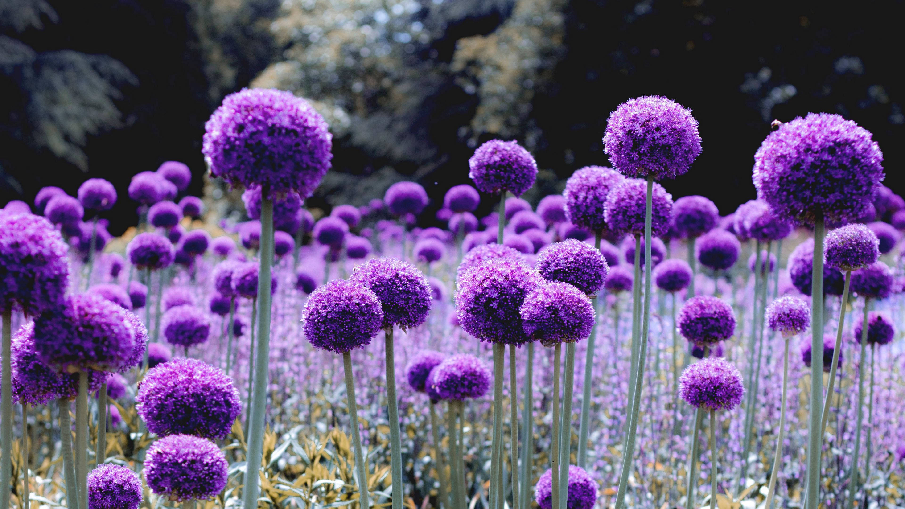 Deslumbrante flor púrpura similar a un diente de león en plena floración Fondos de pantalla