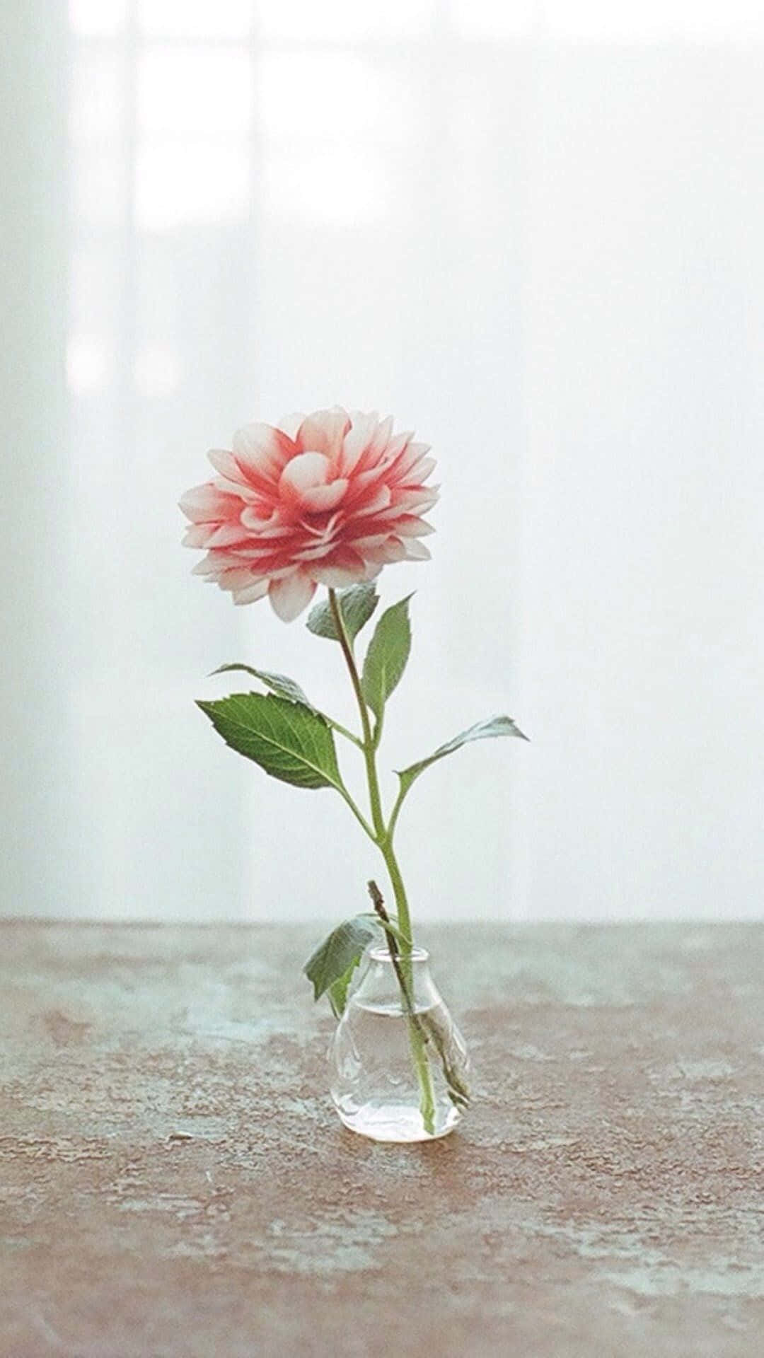 Destaca con Estilo con el iPhone de Flor Rosa Fondos de pantalla