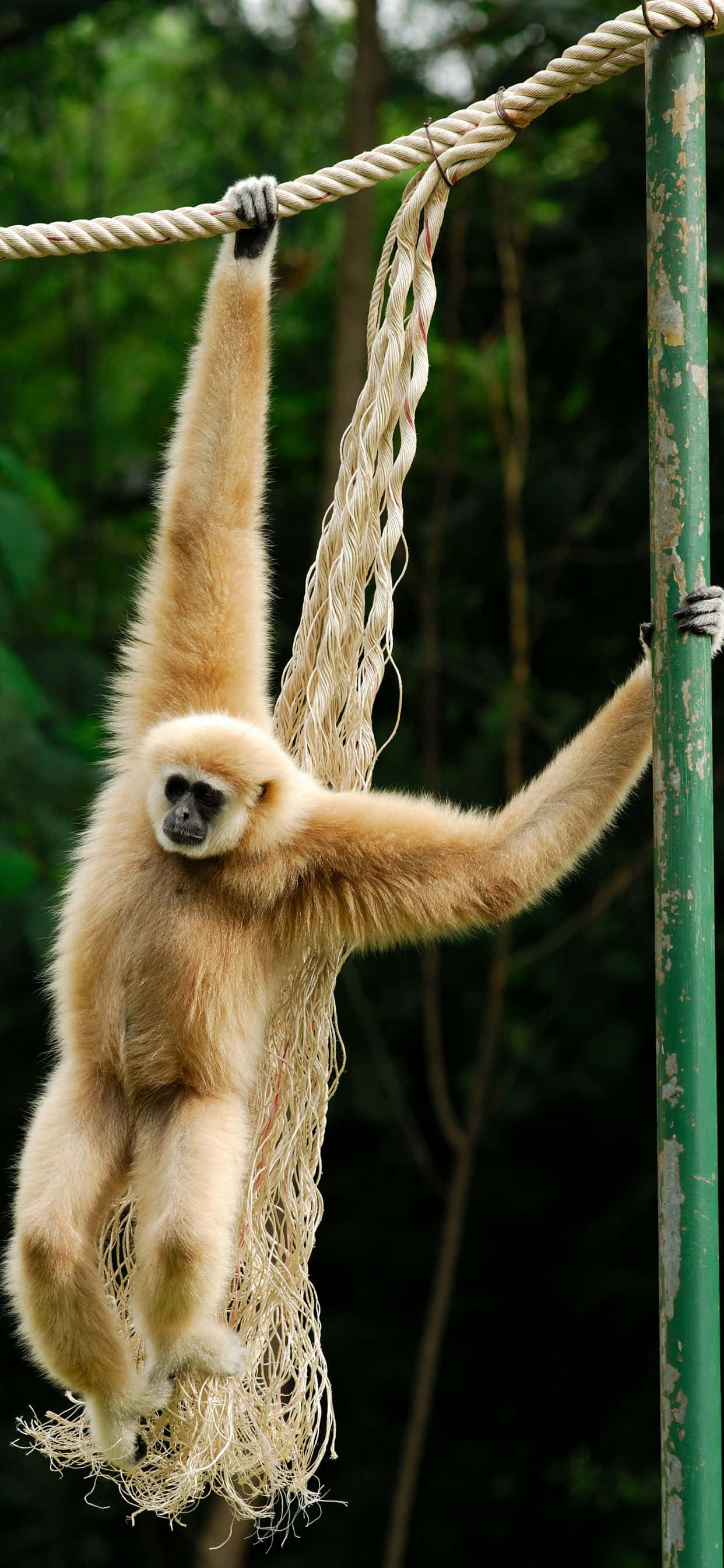 Destácate Entre la Multitud con iPhone Xs Max Gibbon Fondos de pantalla