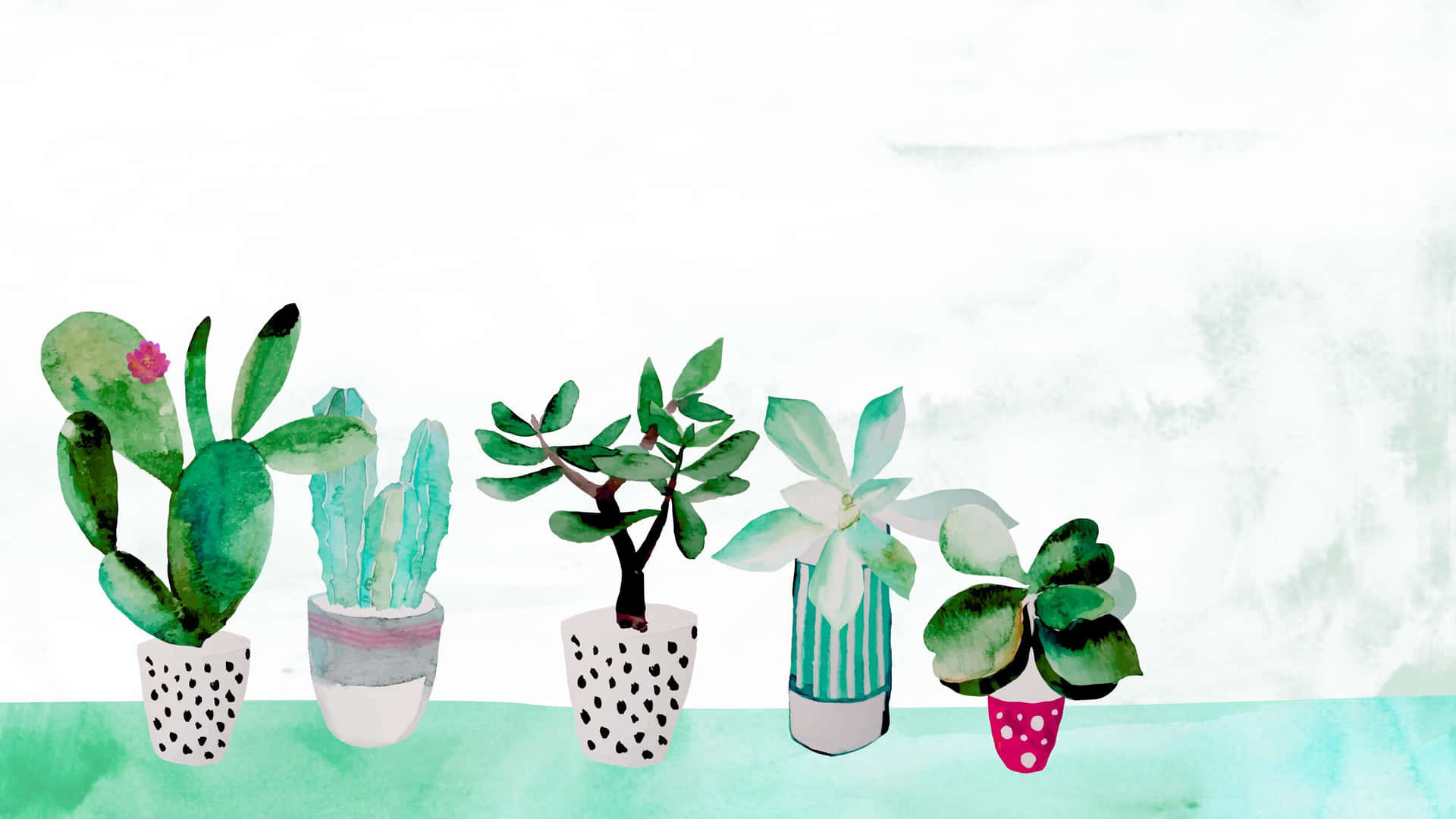Cactus estético