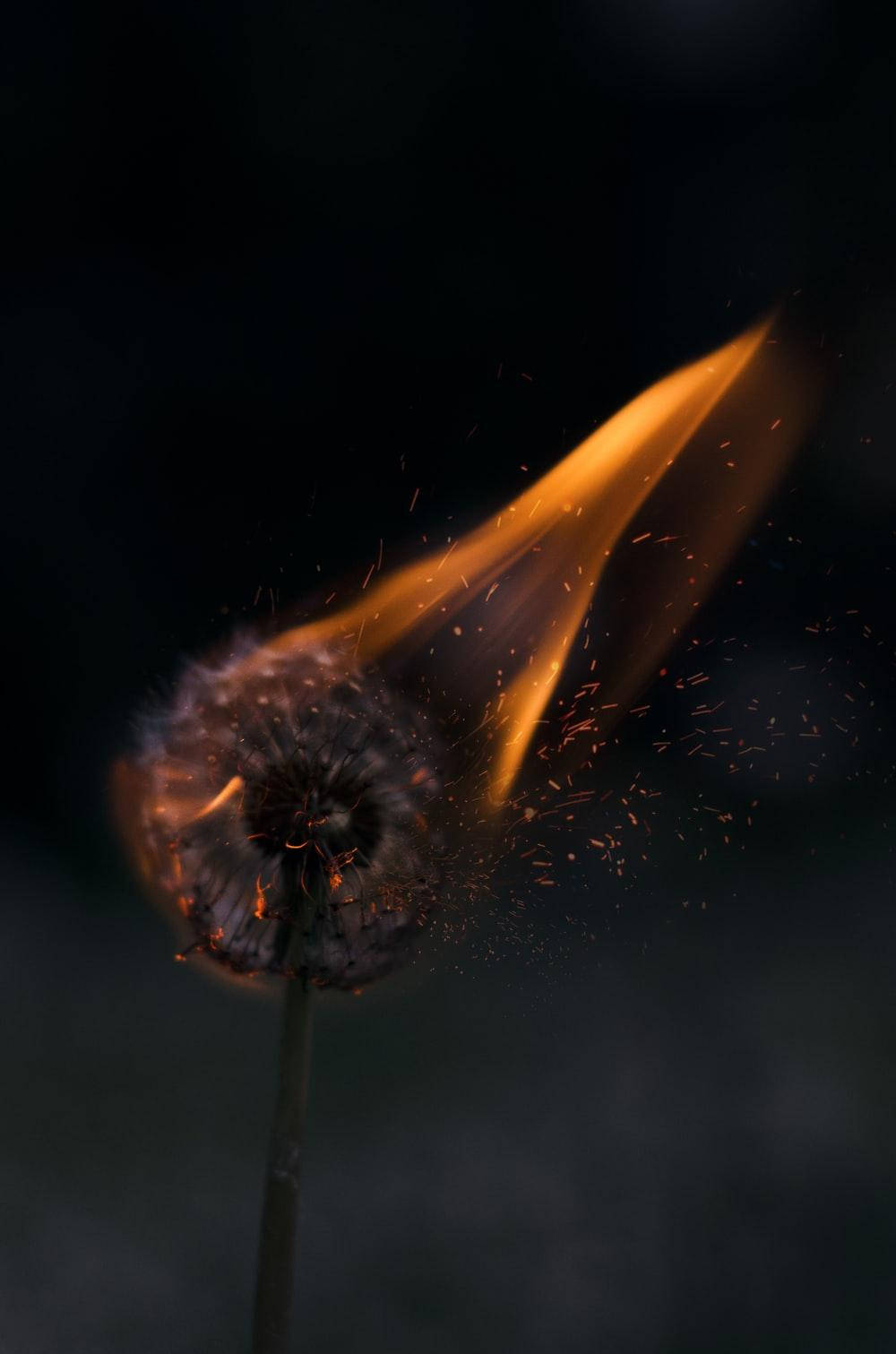 Diente de león ardiendo en modo oscuro Fondos de pantalla