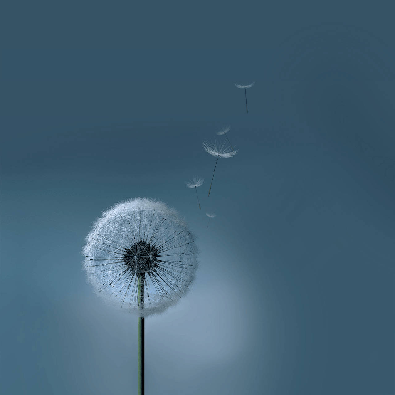 Diente de león para tablet Samsung Galaxy Fondos de pantalla