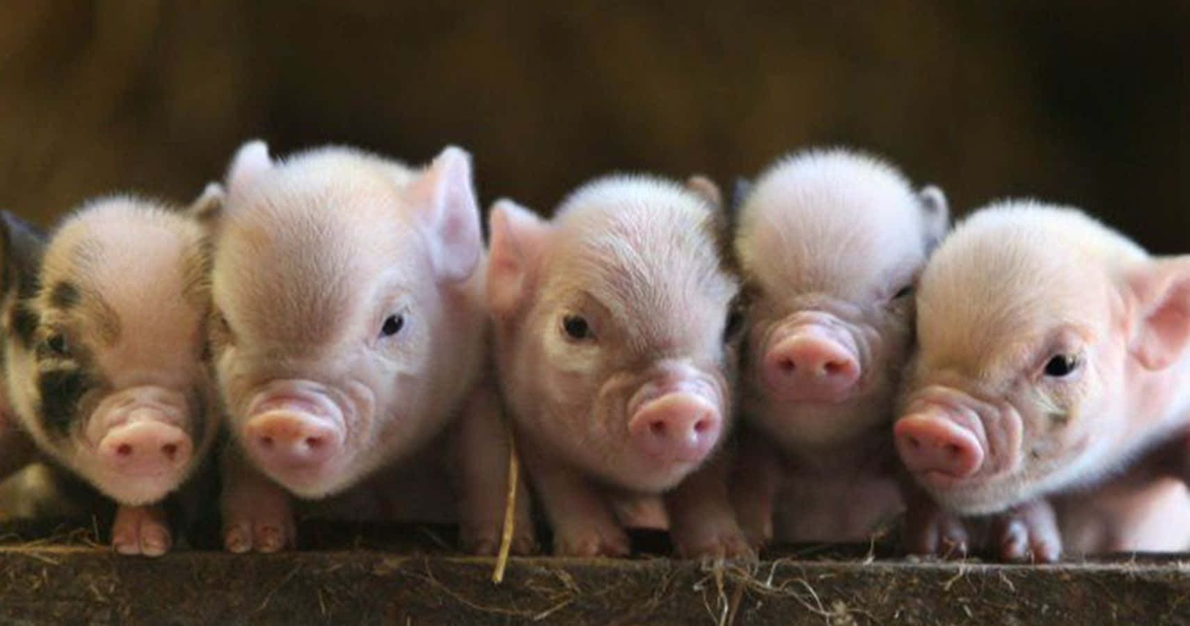 Difunde alegría con la sonrisa de este lindo cerdito Fondos de pantalla