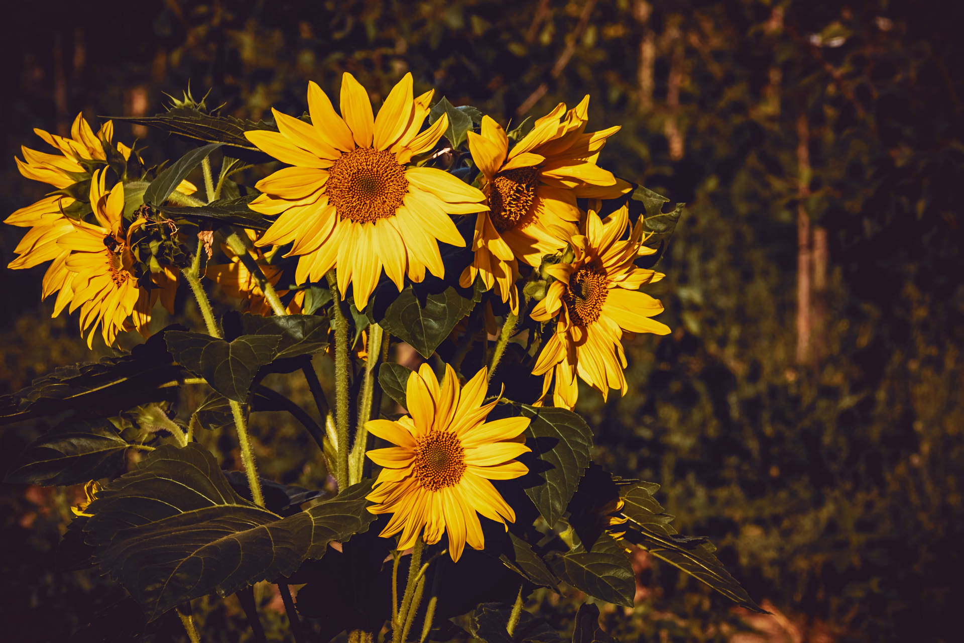 Girasoles amarillos con un color vintage y tonos cálidos en un día soleado.