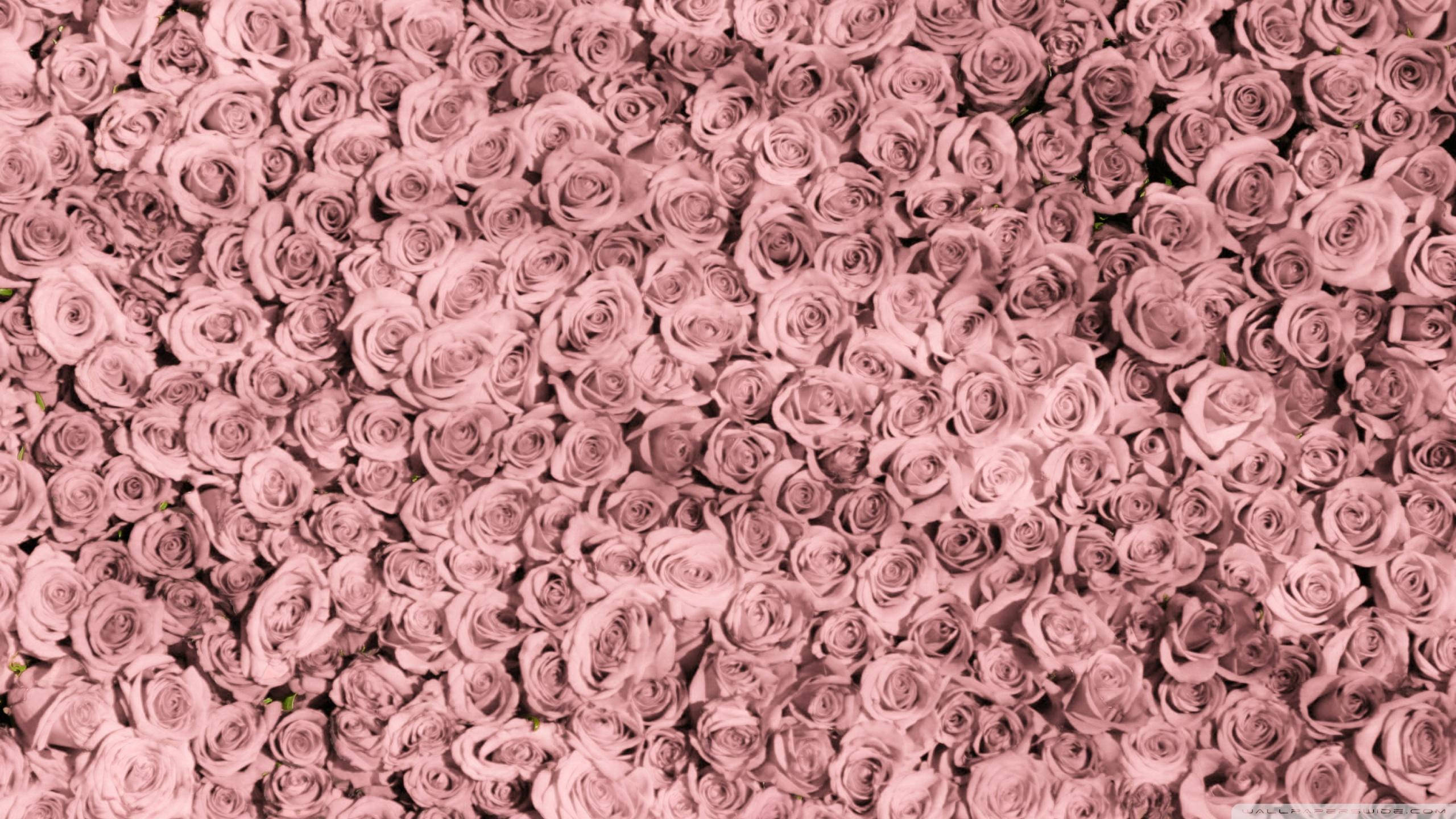 Diseño de escritorio estético rosa dorado Fondos de pantalla