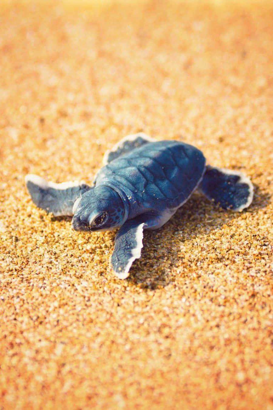 Disfruta de esta adorable tortuga sentada bajo el sol de verano Fondos de pantalla