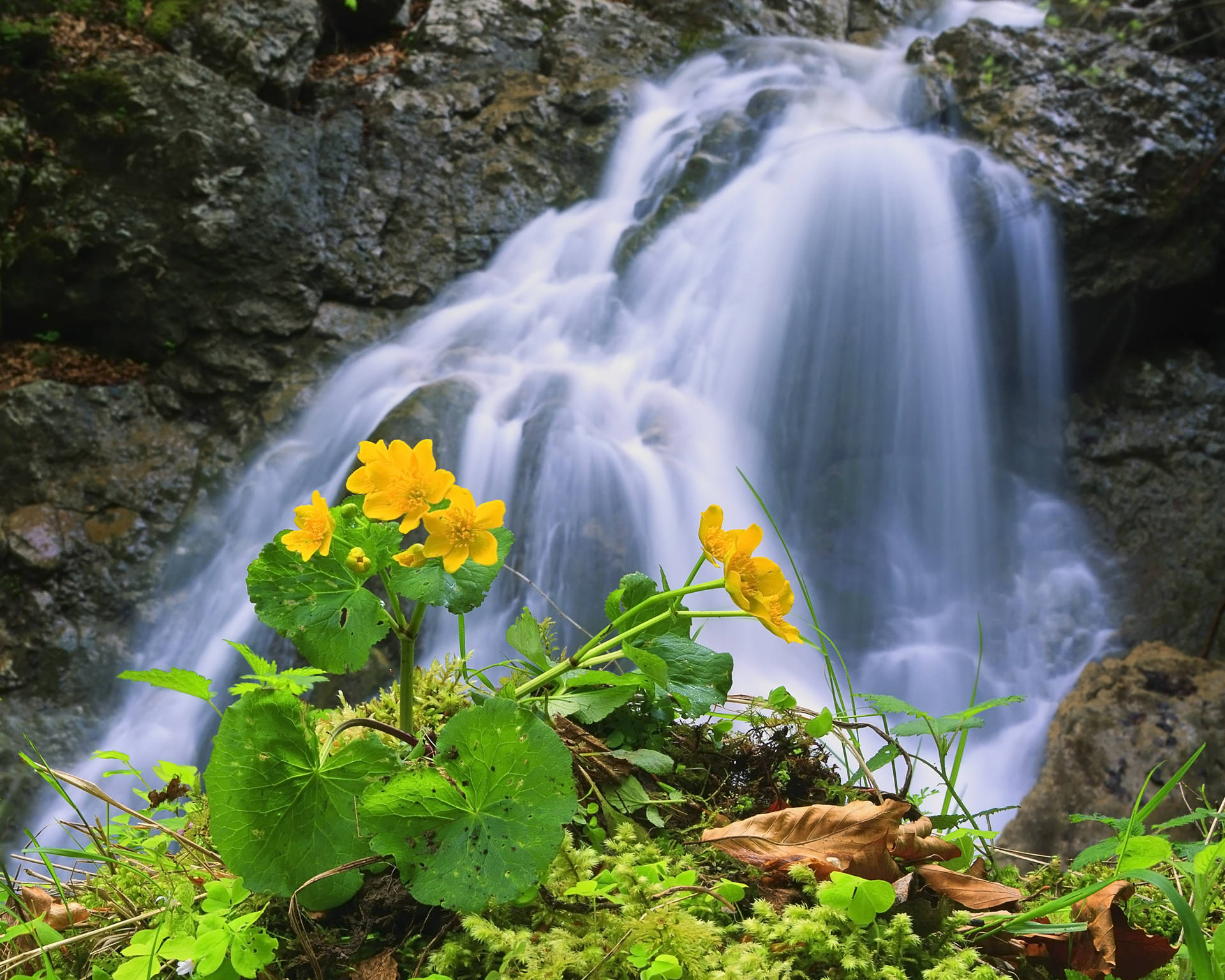 Fondo de pantalla de una cascada rocosa con flores amarillas.