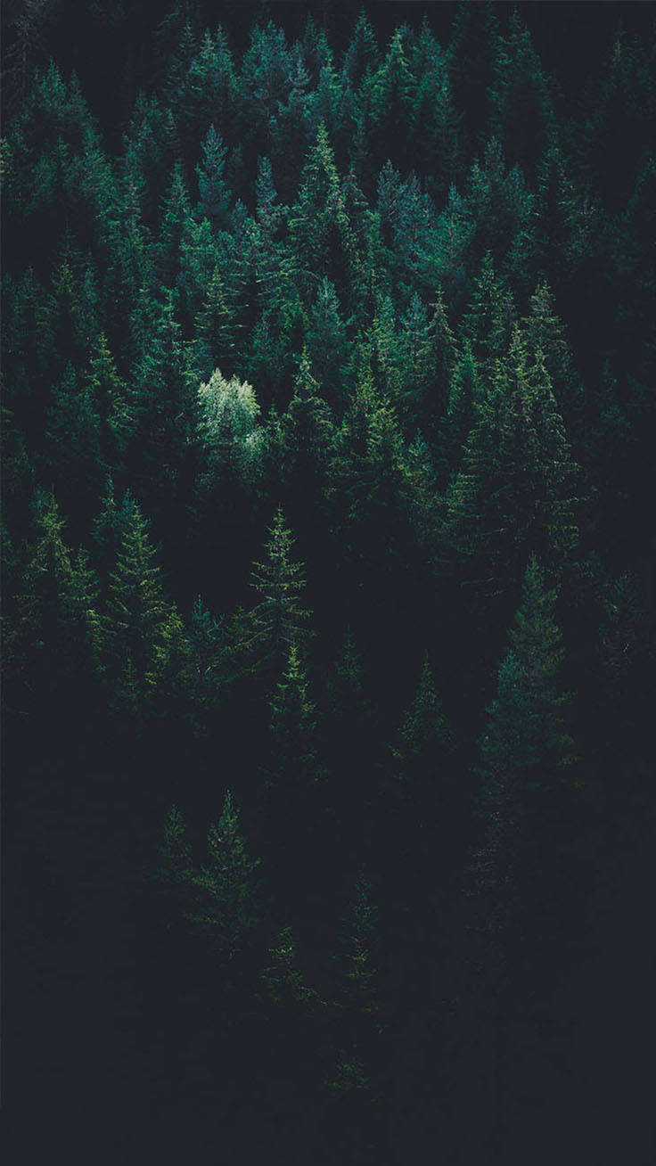 Disfruta de la belleza del bosque, directamente en tu iPhone X Fondos de pantalla