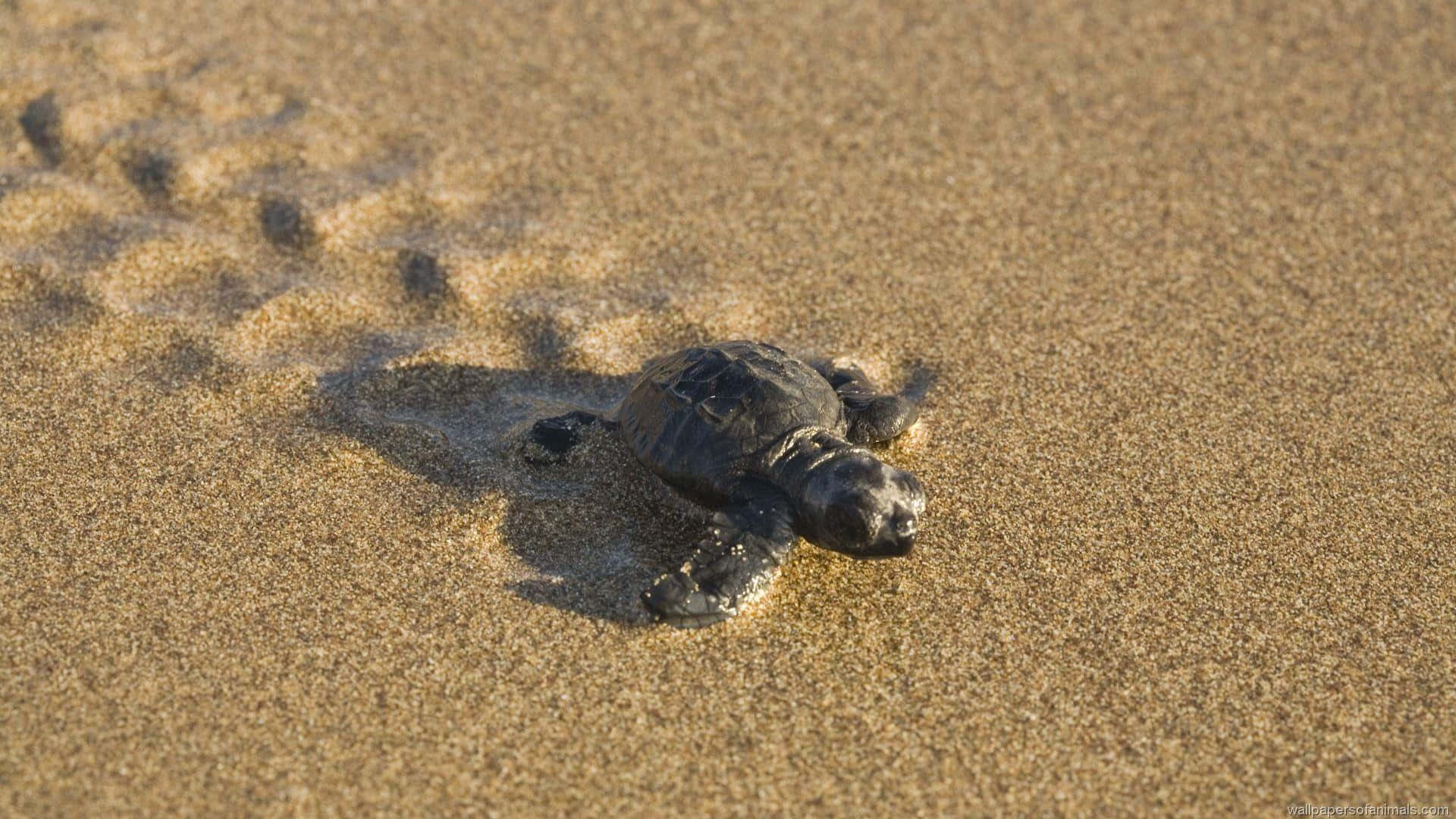Disfruta de la ternura de esta pequeña tortuga Fondos de pantalla