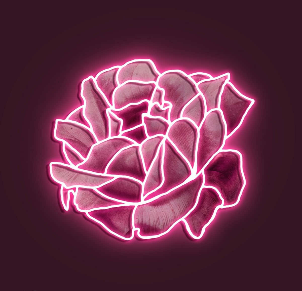 Disfruta de la vibra brillante del rosa neón💗 Fondos de pantalla