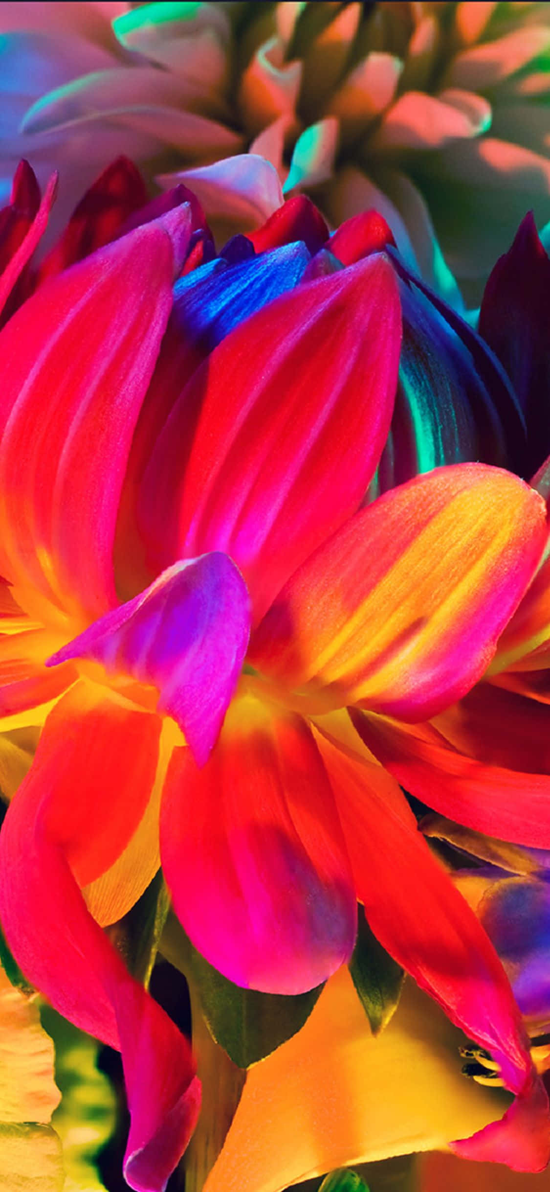 ¡Disfruta de un hermoso jardín de arcoíris de flores en tu iPhone! Fondos de pantalla