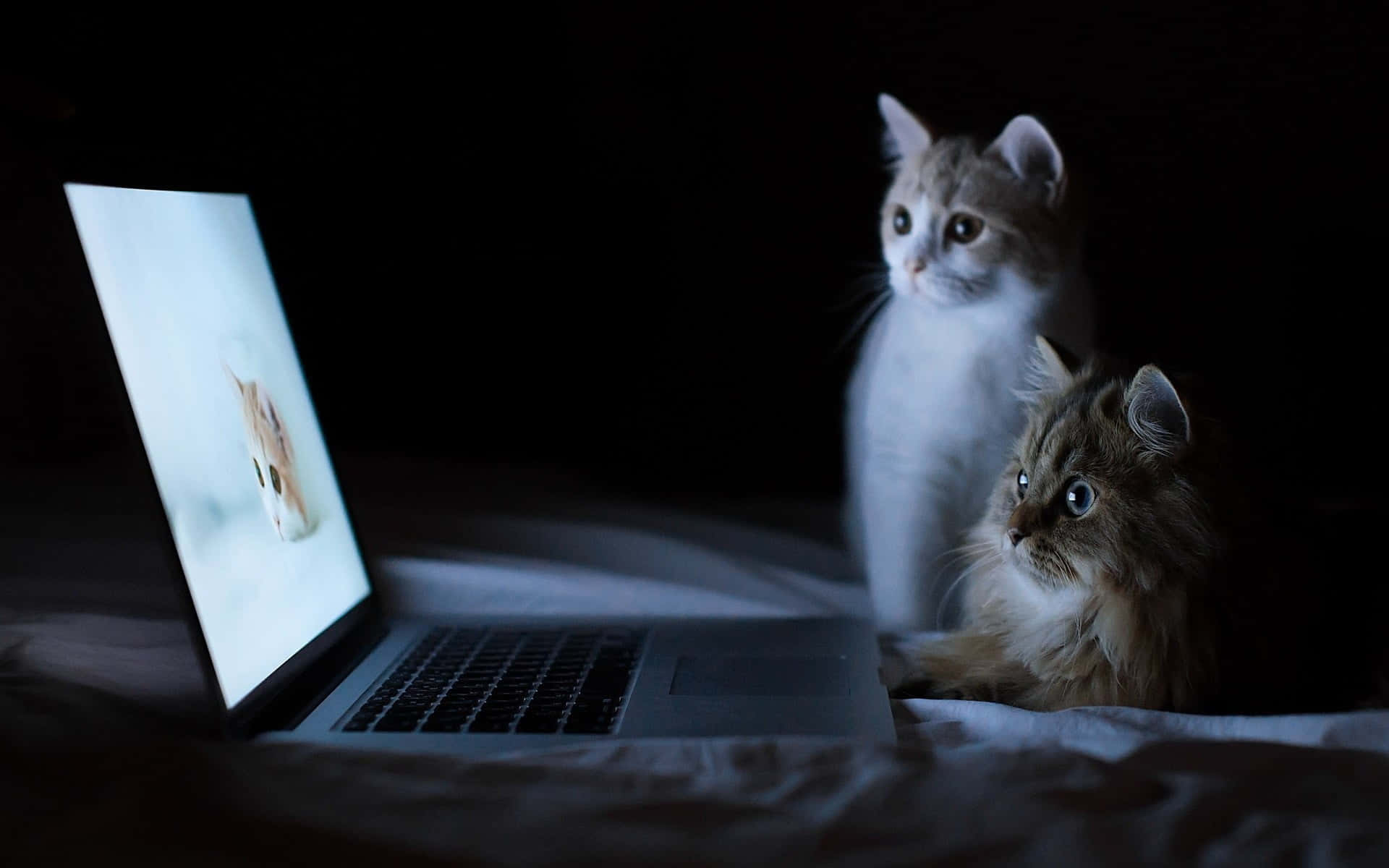 Disfruta de una pantalla hermosa y estética con la Macbook Fondos de pantalla