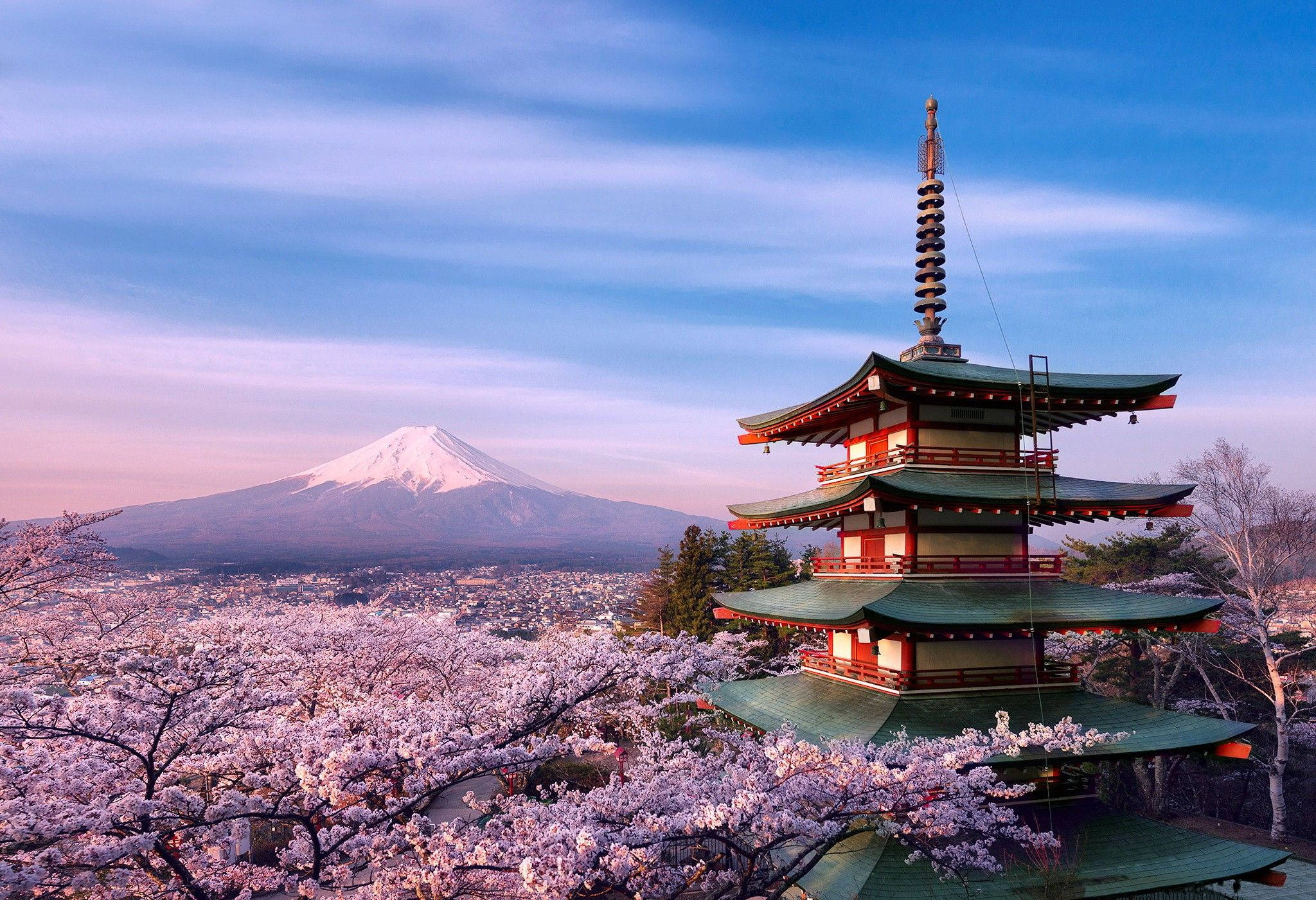 Disfruta de una hermosa vista de los cerezos en flor en Japón Fondos de pantalla