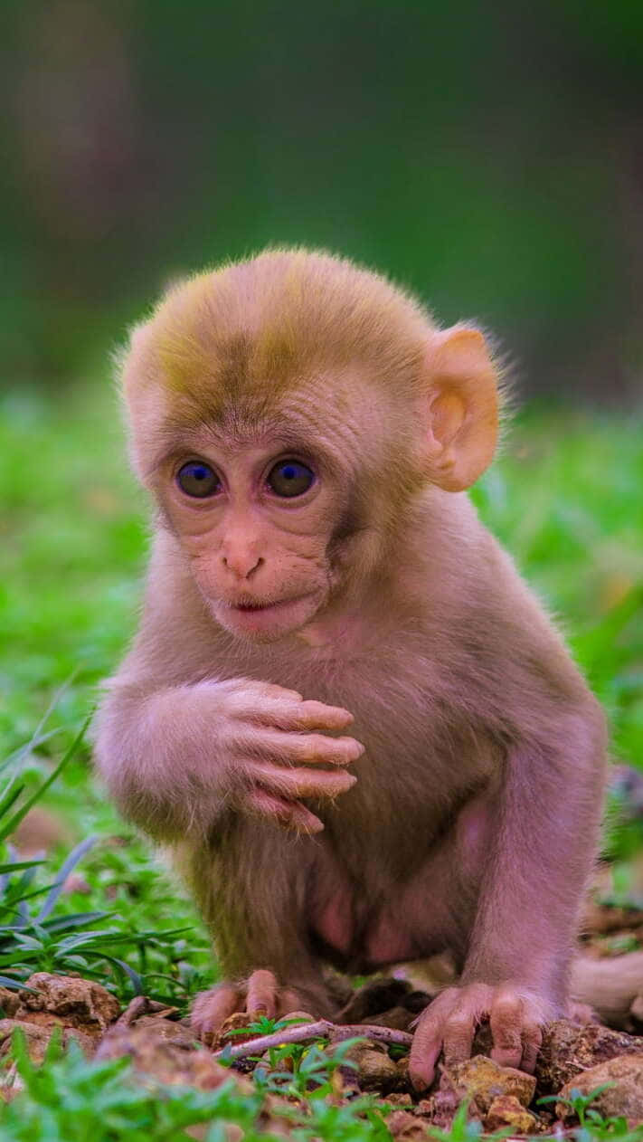 Disfruta el Encanto de este Adorable y Lindo Mono Fondos de pantalla